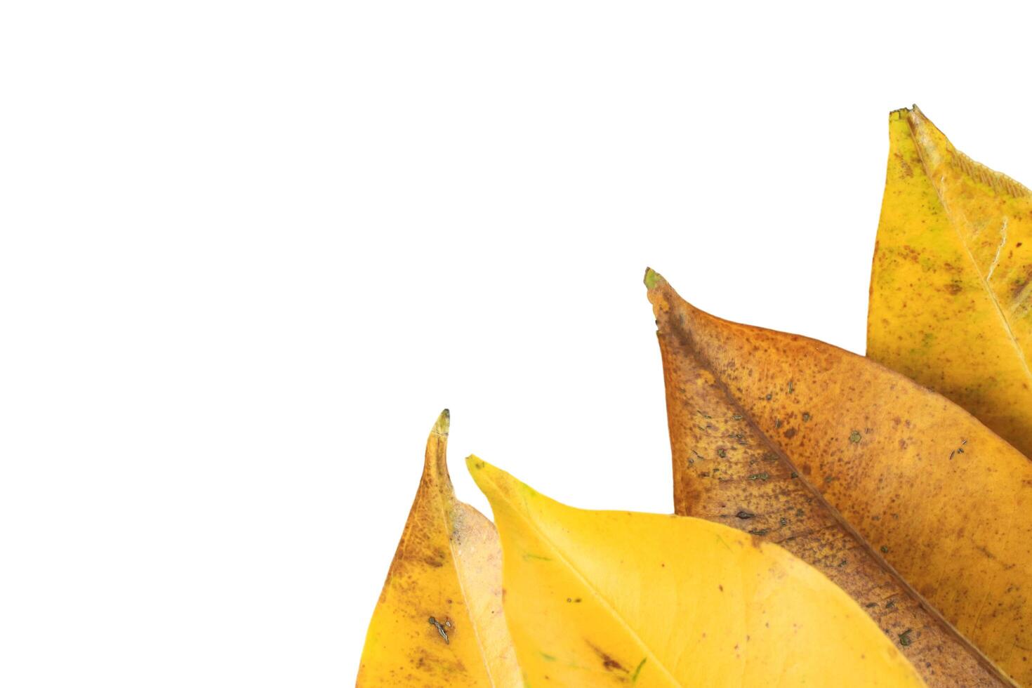 1. Cutout of yellow leaves with insect dark spots on white background with clipping paths. photo
