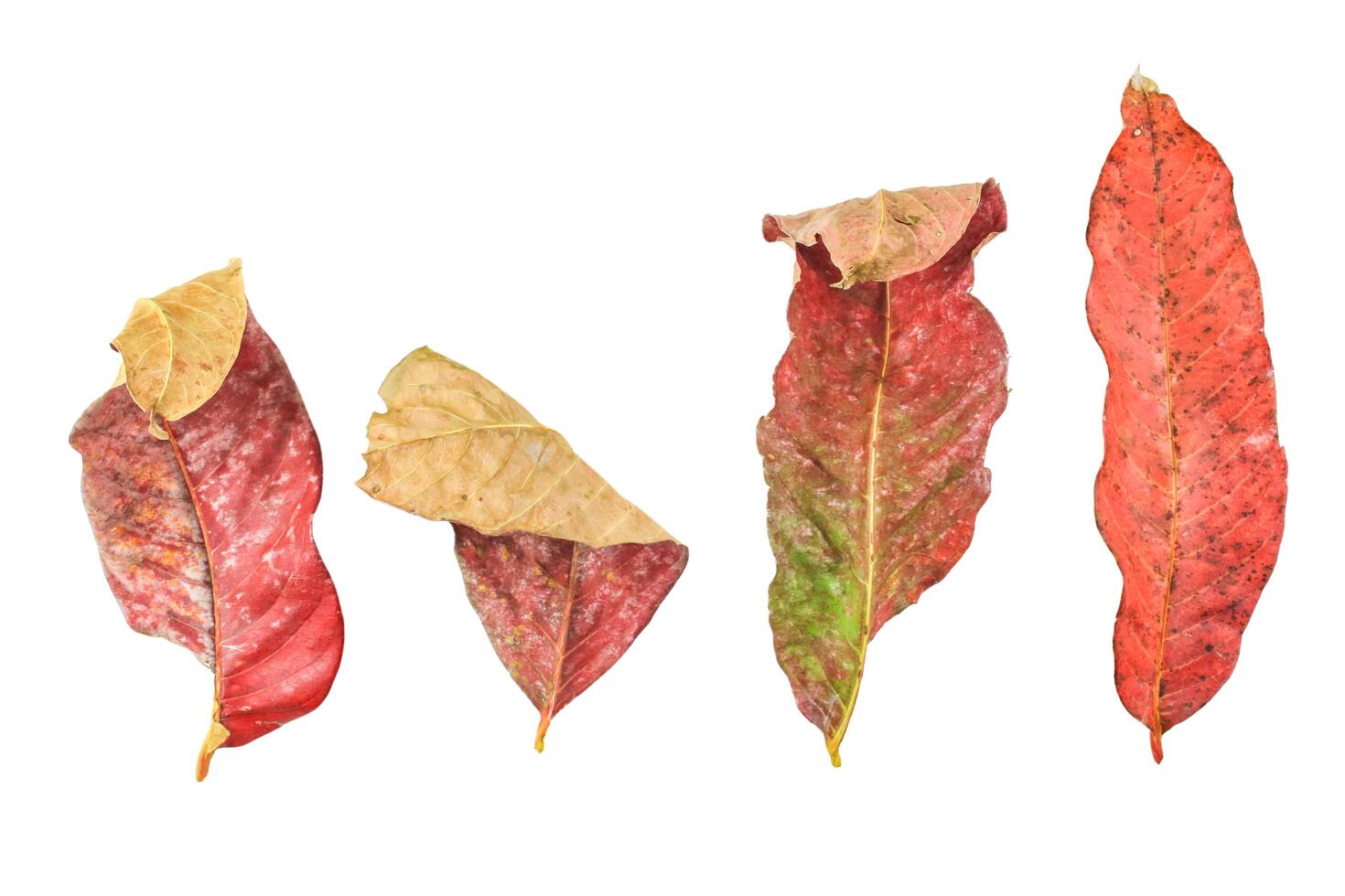 4. Cutout of yellowish leaves with clipping paths on white background allowing for easy editing. Perfect for digital art, nature inspired designs, and environmental themed projects. photo
