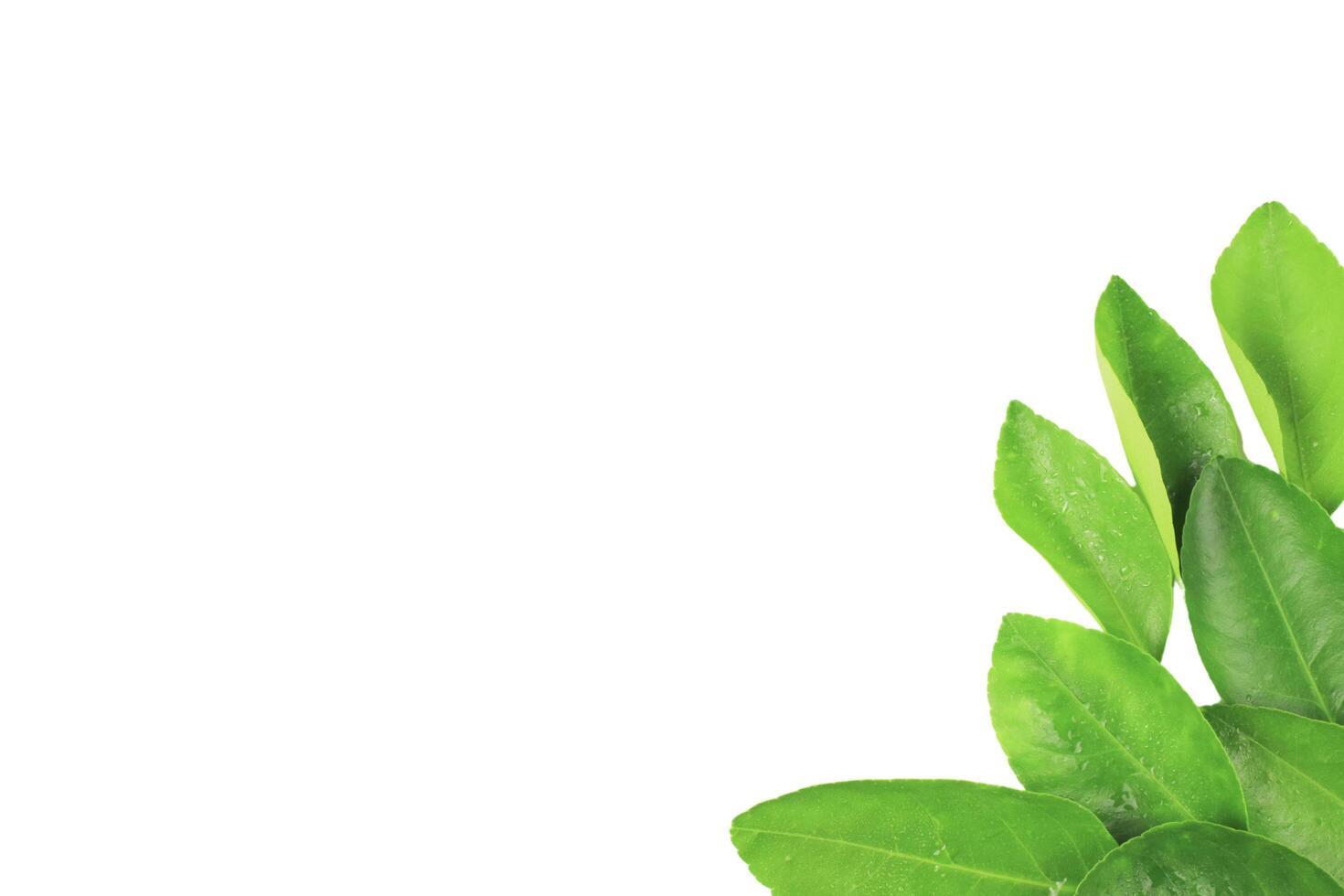 7. Isolation of green lime leaves with clipping paths on white background photo