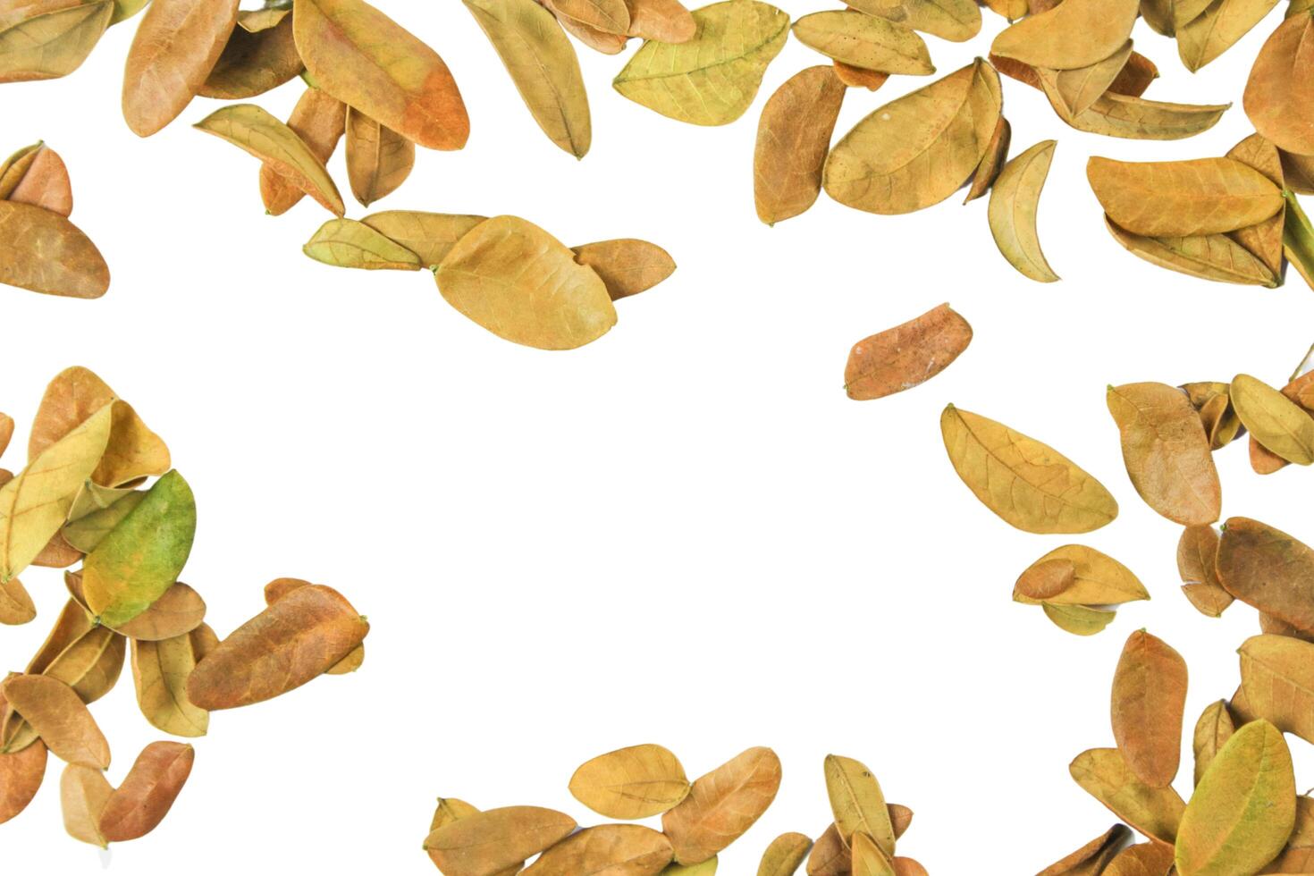 3. Cutout of leaf texture background with copy space and clipping paths on white background. Ideal for graphic design, card making, and nature themed creative projects. photo