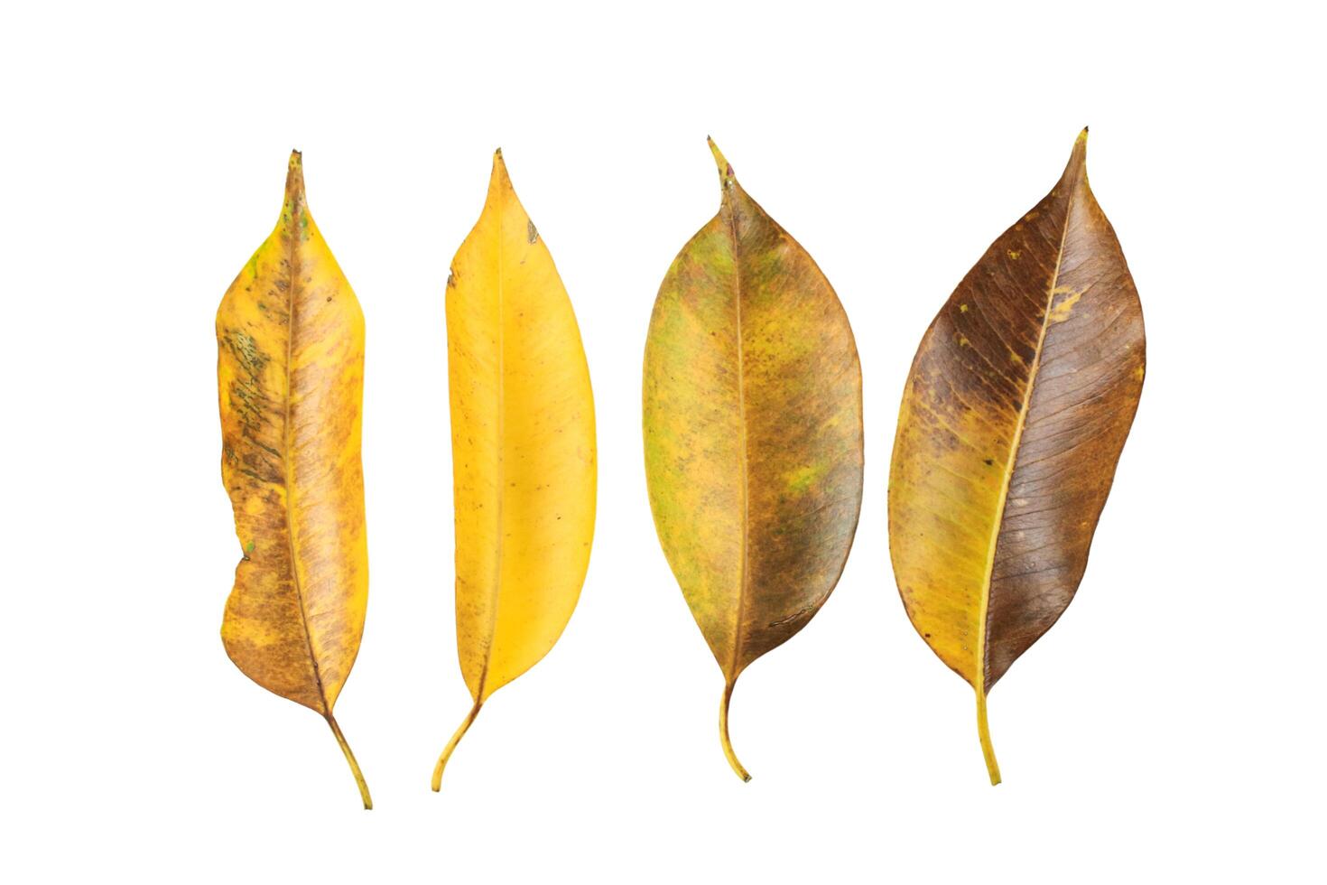 12. Cutout of yellow leaves with insect hole and dark spots on white background with clipping paths. photo