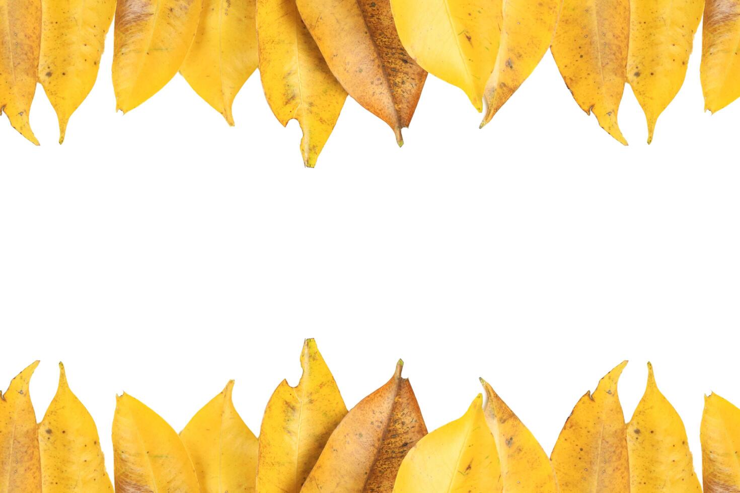5. Cutout of yellow leaves with insect holes and dark spot on white background with clipping paths. photo