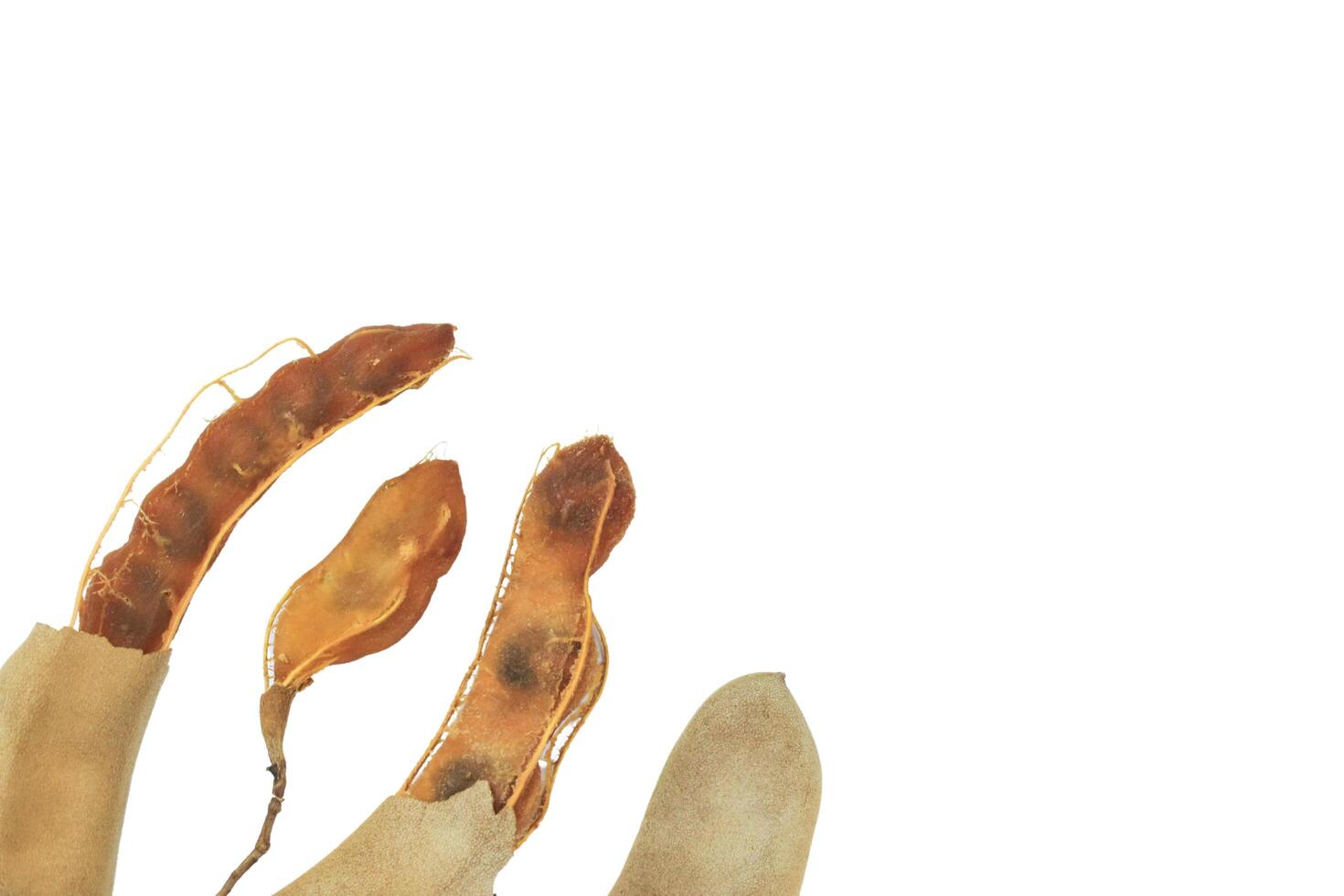 9. Cutout sour tamarind on white background. The variety with a sour taste comes from tartaric acid. Fresh pods are used in cooking to add sourness, mature pods are used to make tamarind paste. photo