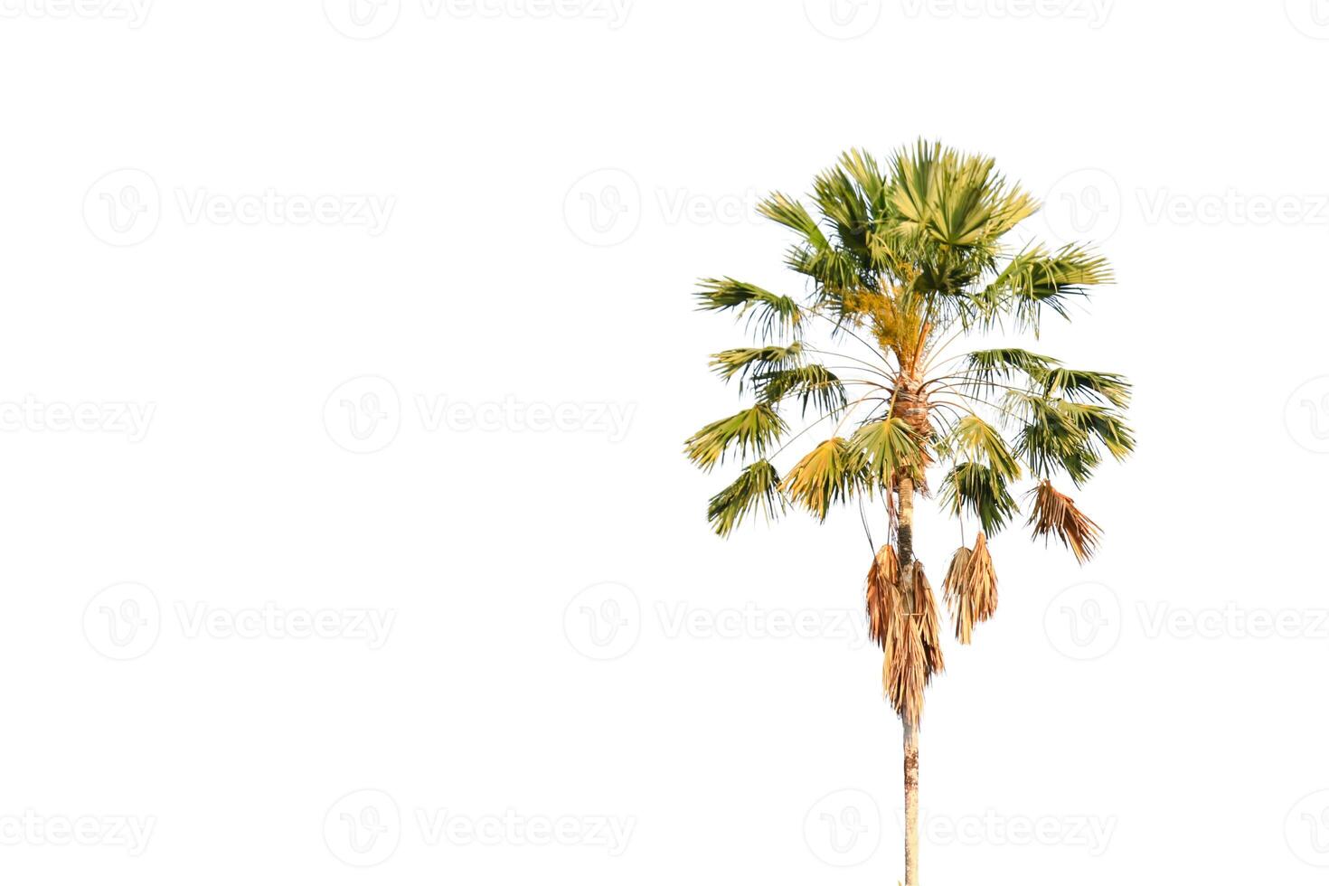 Cutout of Livistona speciosa palm tree with clipping paths on white background. This cutout is perfect for graphic design, landscape planning, or creative digital compositions. photo