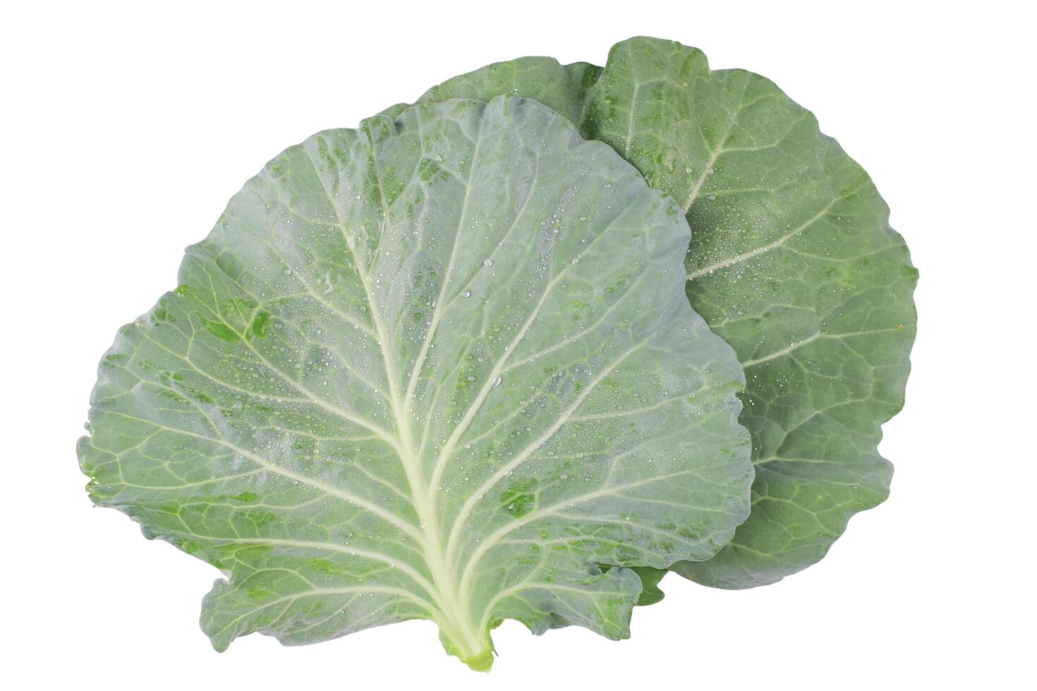 1. Broccoli leaves isolated with clipping paths on white background. This image represents healthy eating, plant based nutrition, and the versatility of leafy greens in cooking and wellness. photo