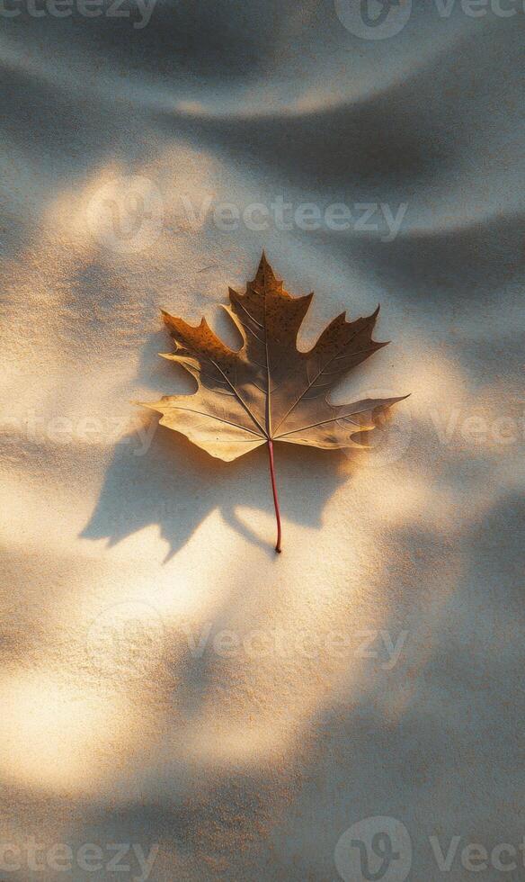 Single maple leaf rests softly on a subtly textured surface bathed in gentle sunlight photo