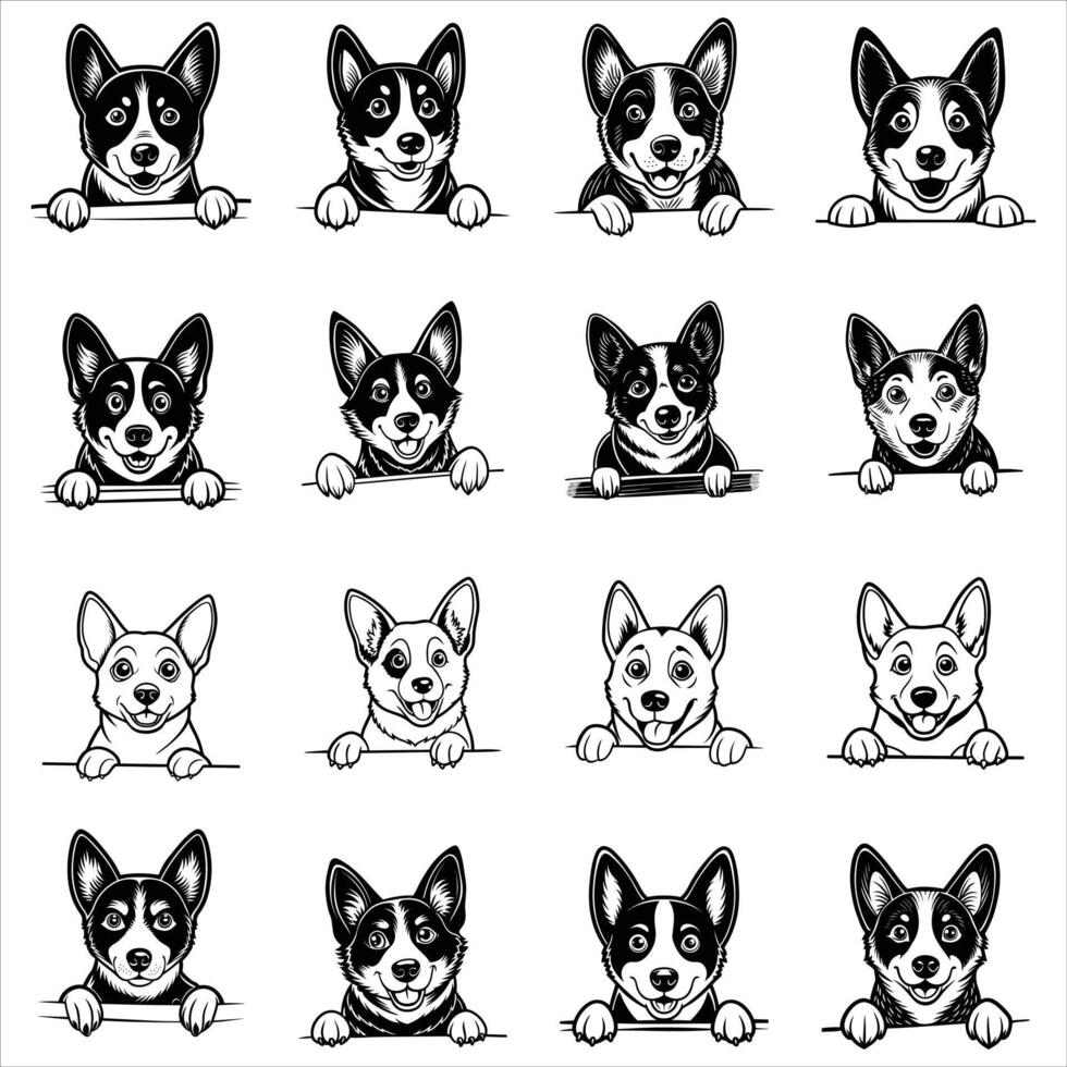 Peeking Canaan Dog vector