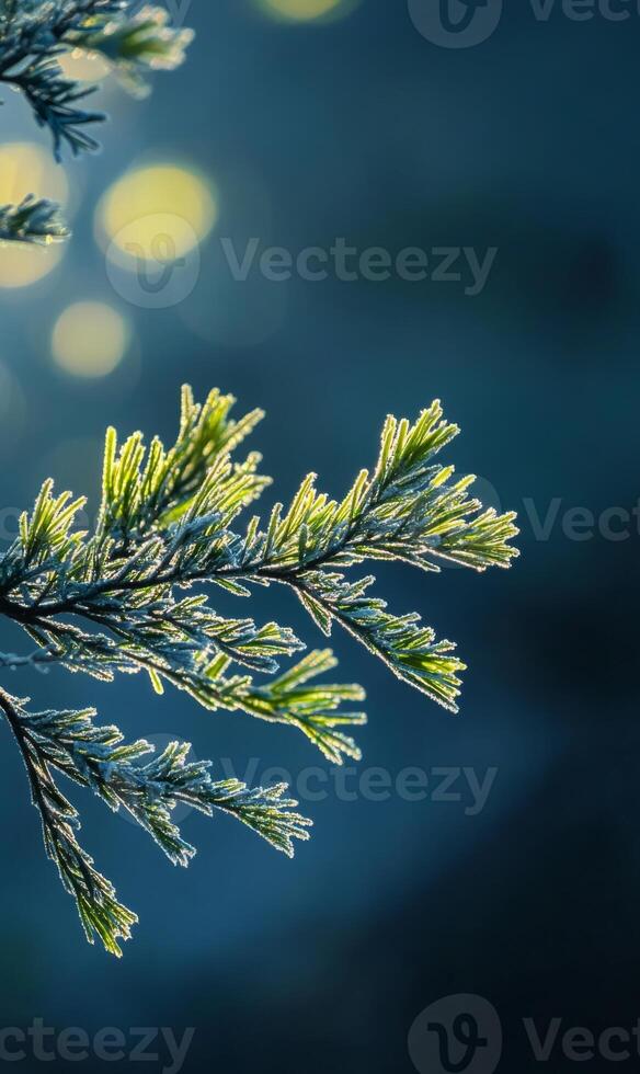 Delicate frost adorns coniferous needles, catching the ambient light on a winter day photo