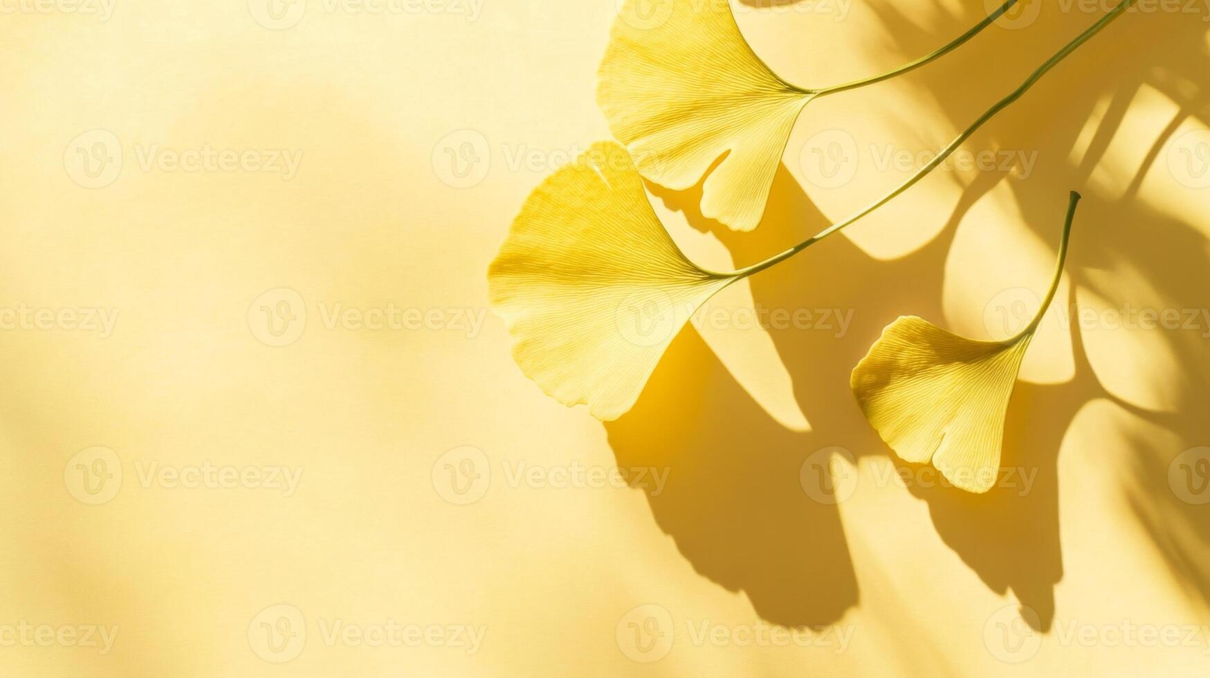 Ginkgo Biloba Leaves in Mellow Yellow Tone with Sunny Shadow Play on Textured Backdrop photo