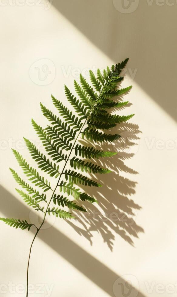 Delicate fern frond basking in sunlight casting an intricate shadow on a soft background photo