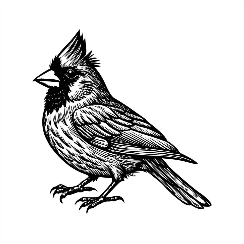 Northem Bird Premium vector