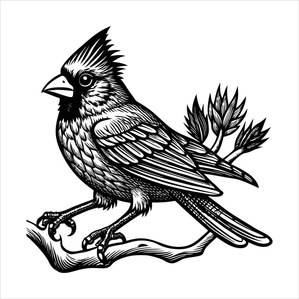 Cardinal Bird Feet. vector