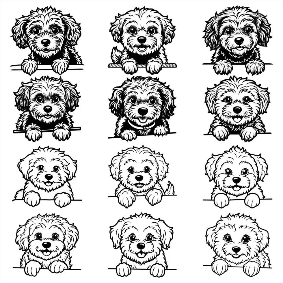 Peeking Bichon Fris Dog vector