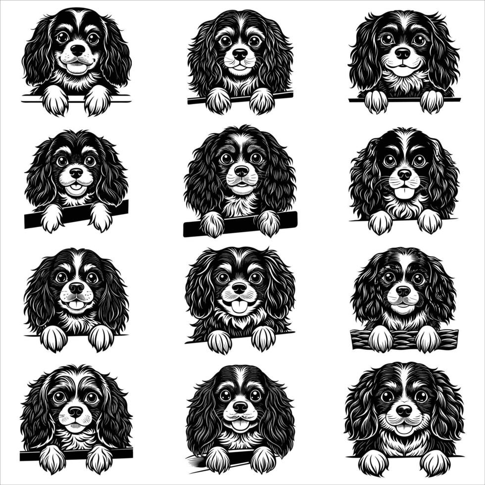 Peeking Cavalier King Charles Spaniel Dog Face vector