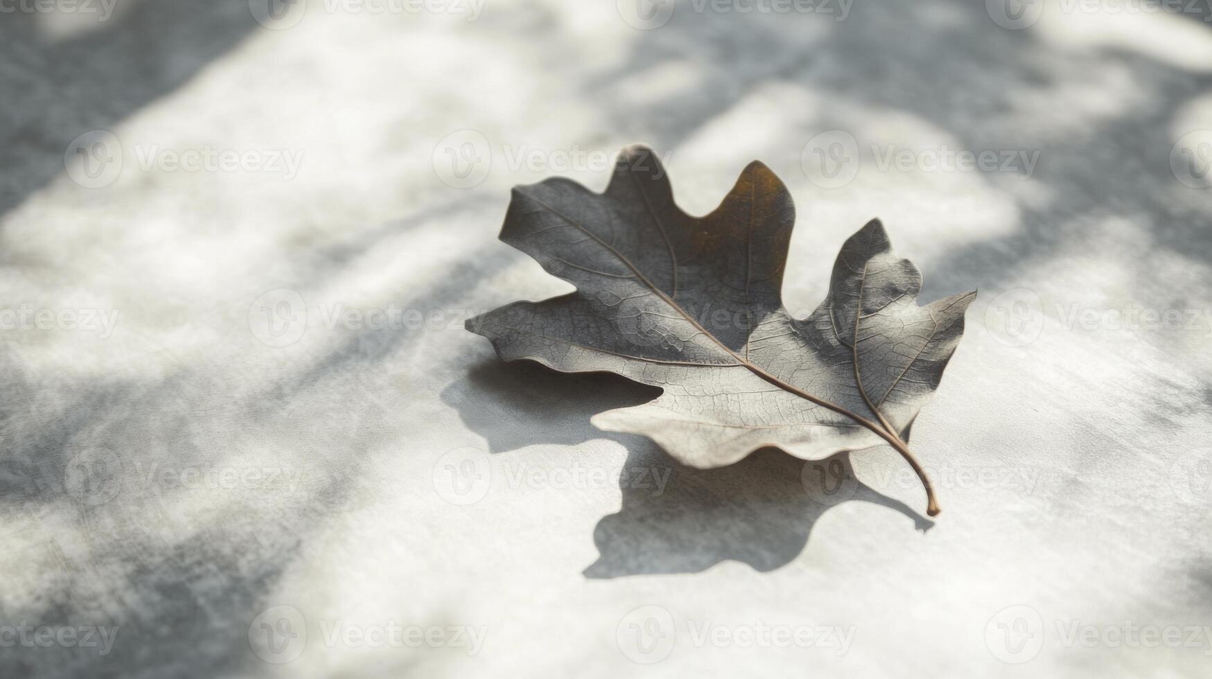 Solitary oak leaf resting on a textured surface bathed in dappled sunlight pattern photo