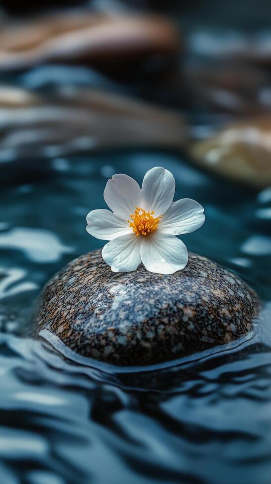 White flower resting on a smooth stone in tranquil water under soft light. photo