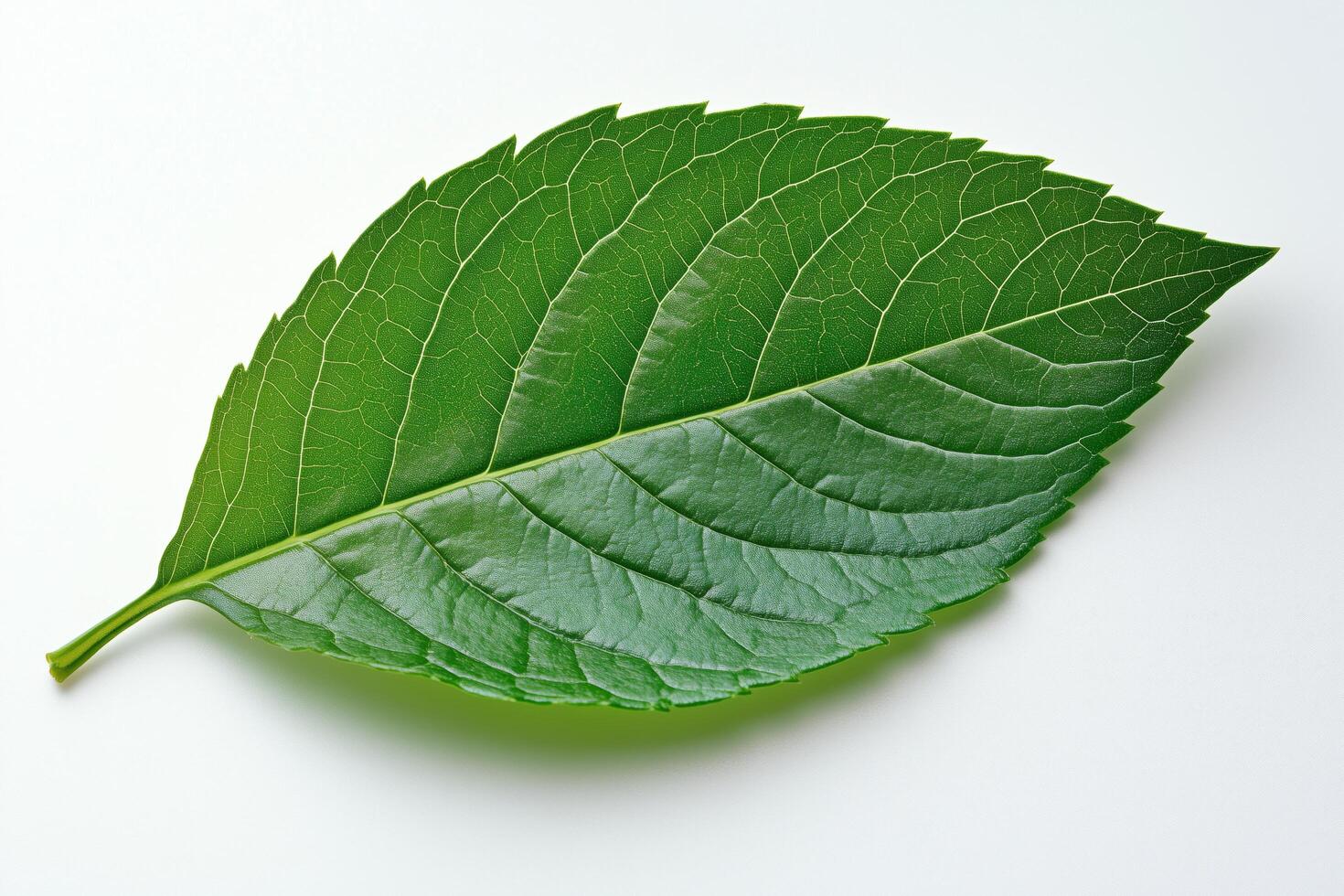 Detailed close-up of a green leaf showcasing intricate vein patterns on a light background photo