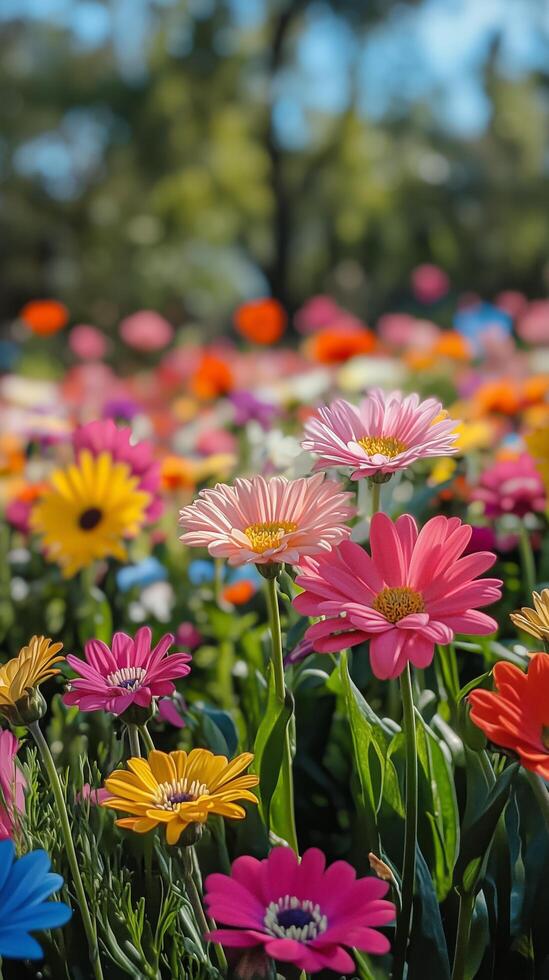 A field of colorful flowers with a blurry background photo