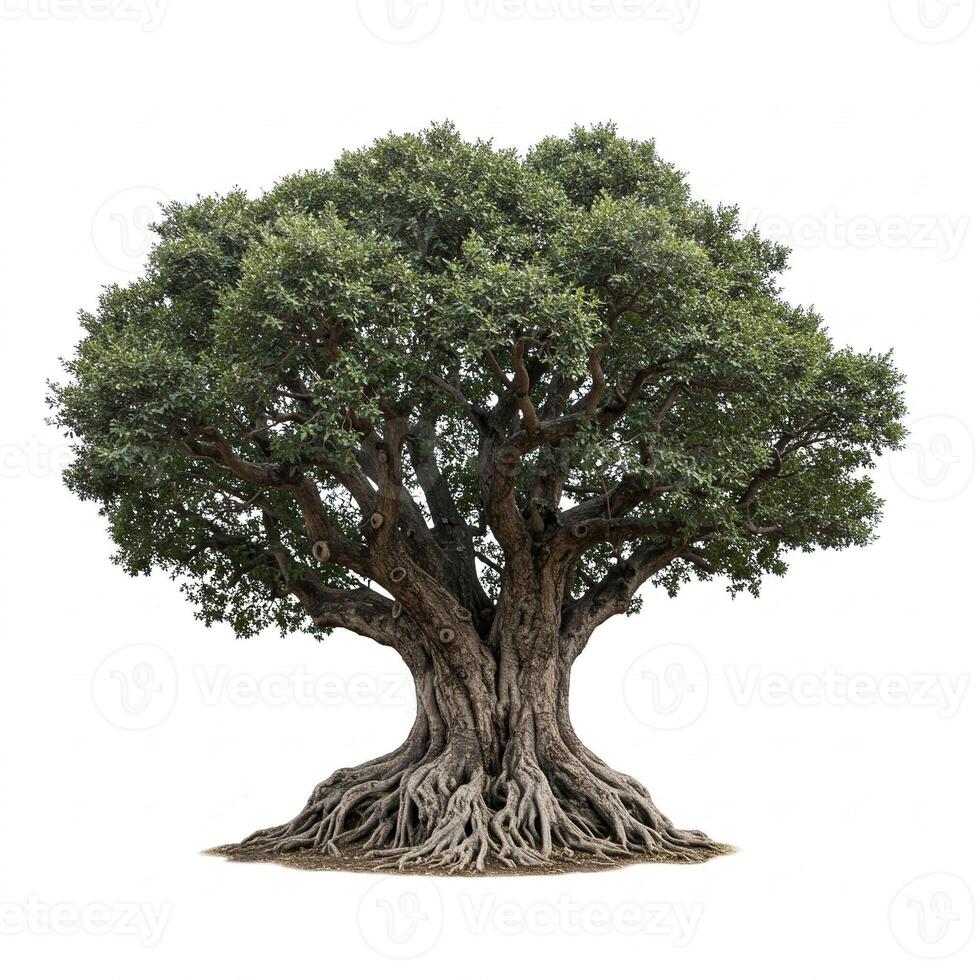 An old olive tree with roots on a white background photo