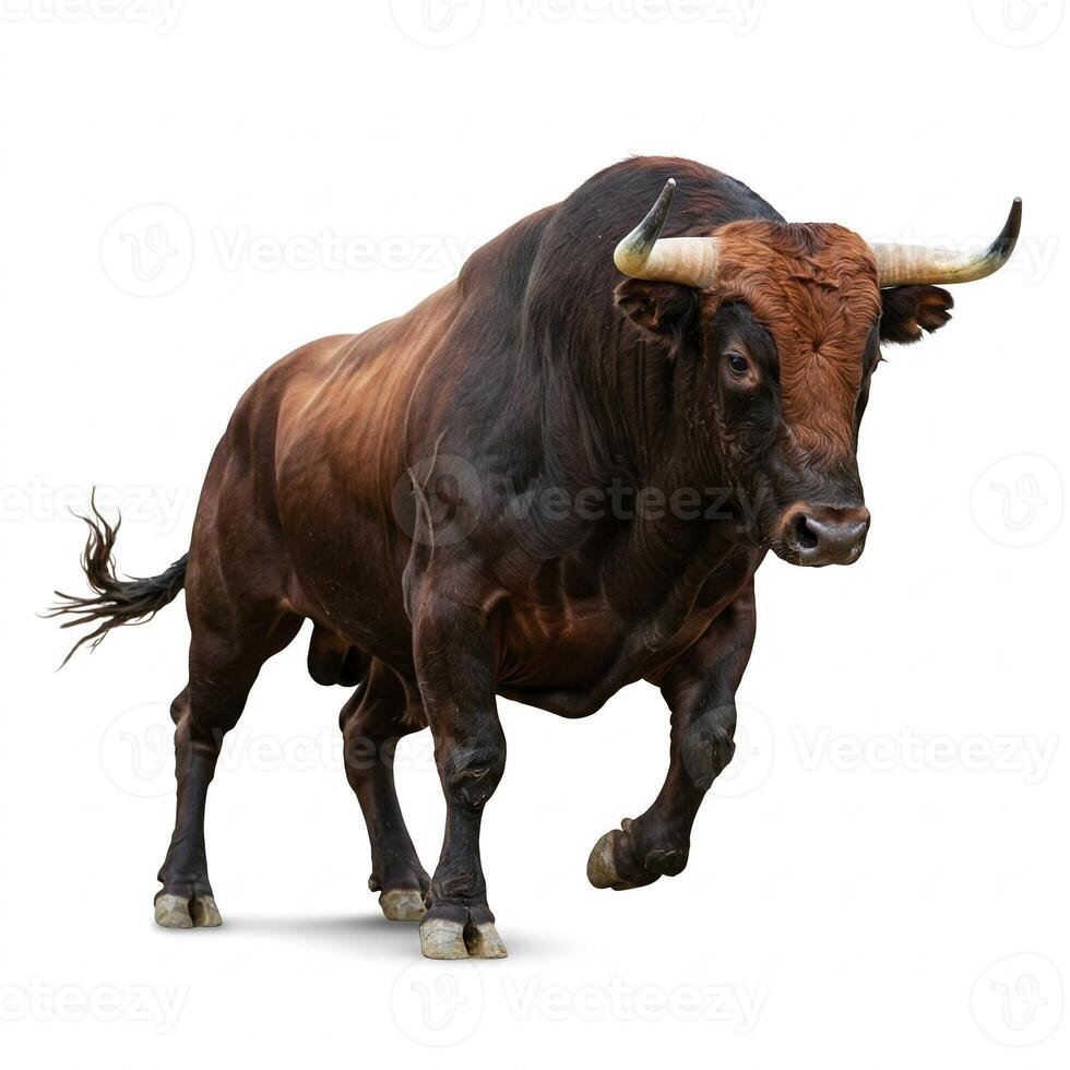 A large brown bull is standing on a white background photo