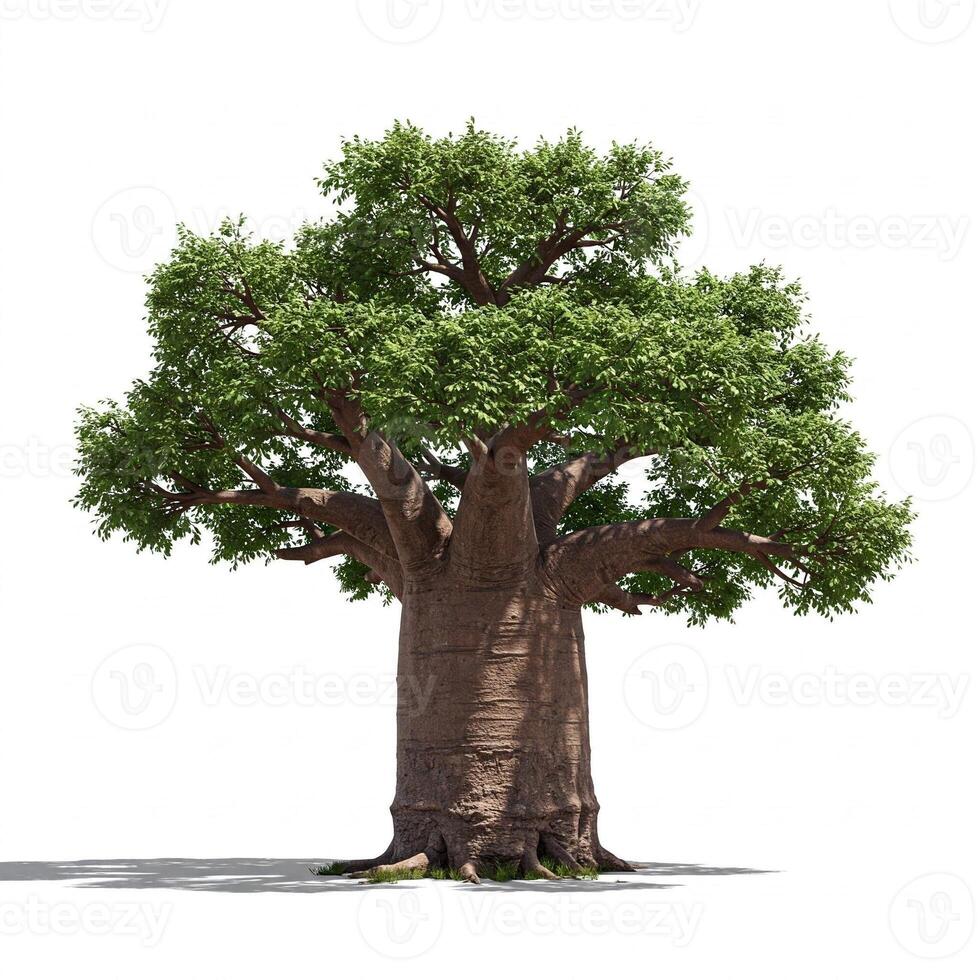 A large baobab tree is shown on a white background photo