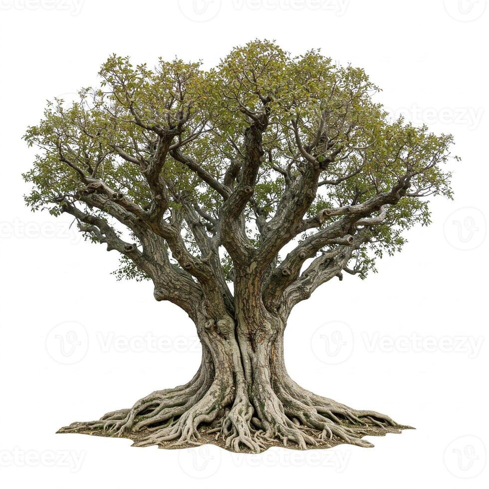 An old tree with roots on a white background photo