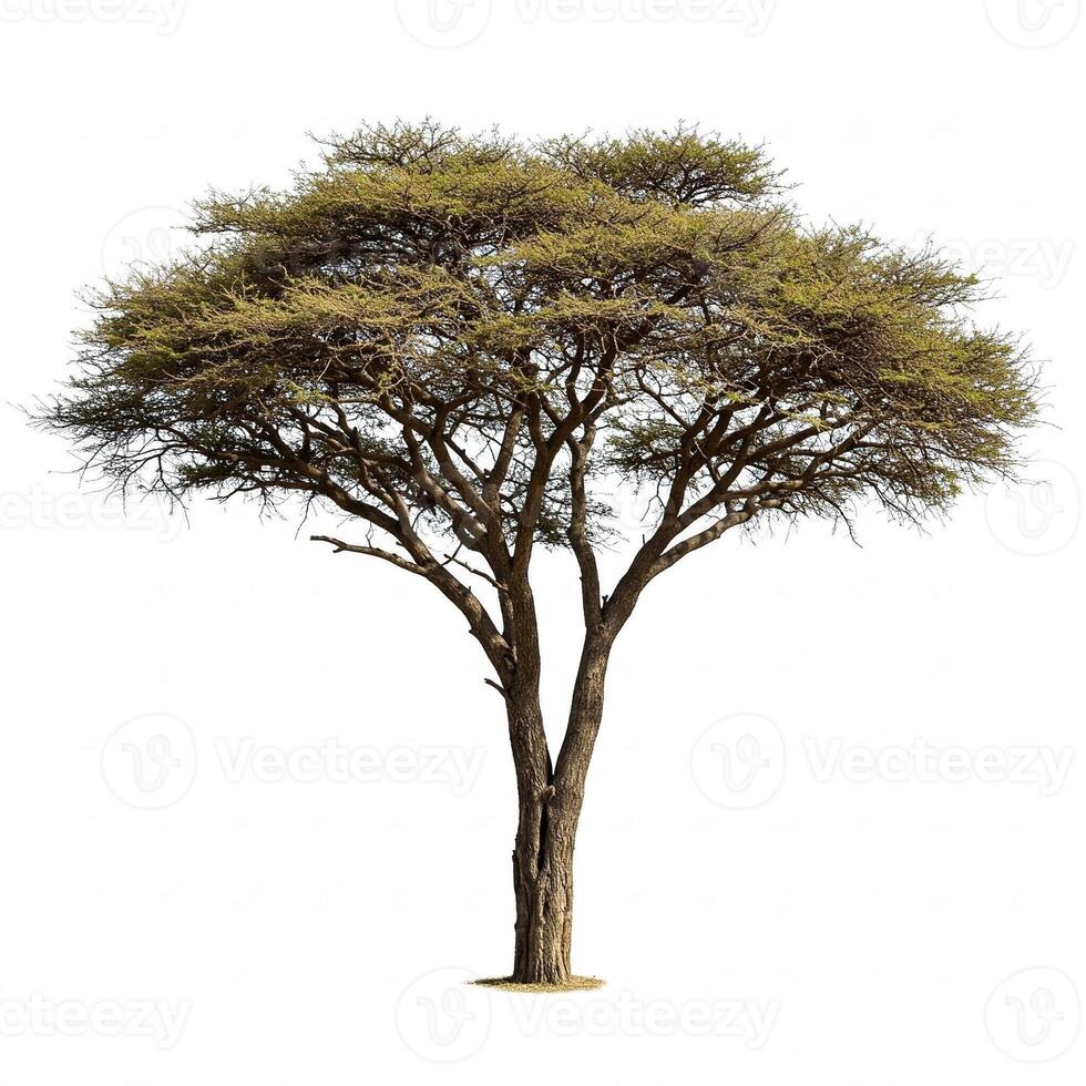 A single tree is shown on a white background photo
