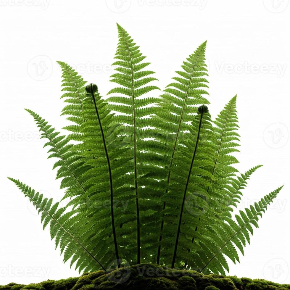 A fern plant is shown on top of a green moss photo