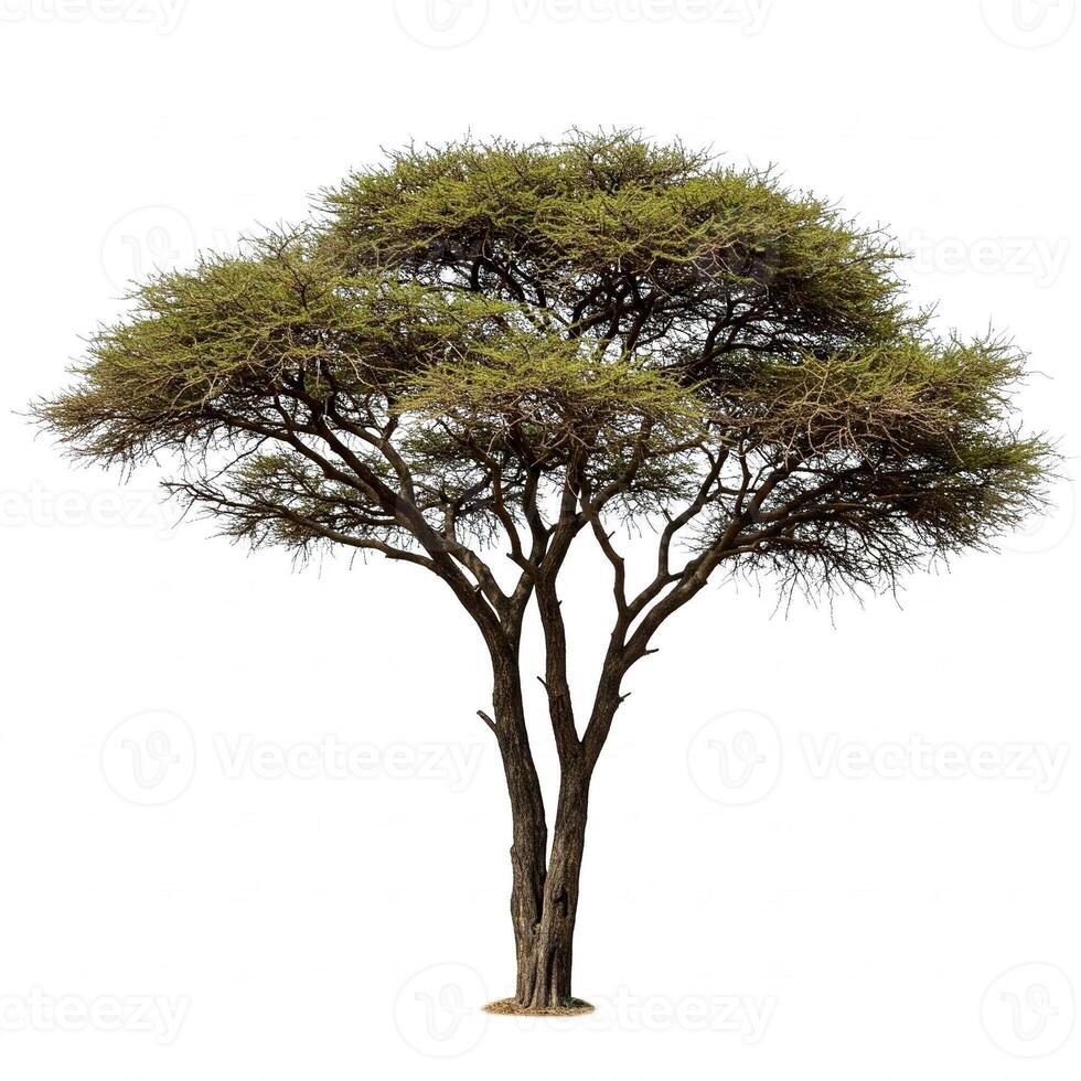 A single tree is shown on a white background photo
