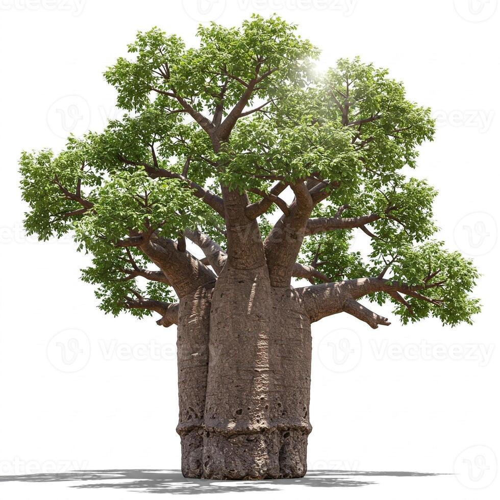 A large baobab tree is shown on a white background photo