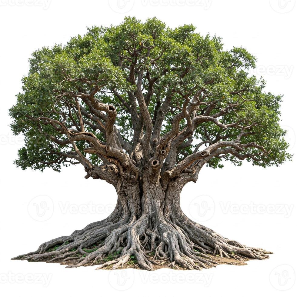 An old tree with roots on a white background photo