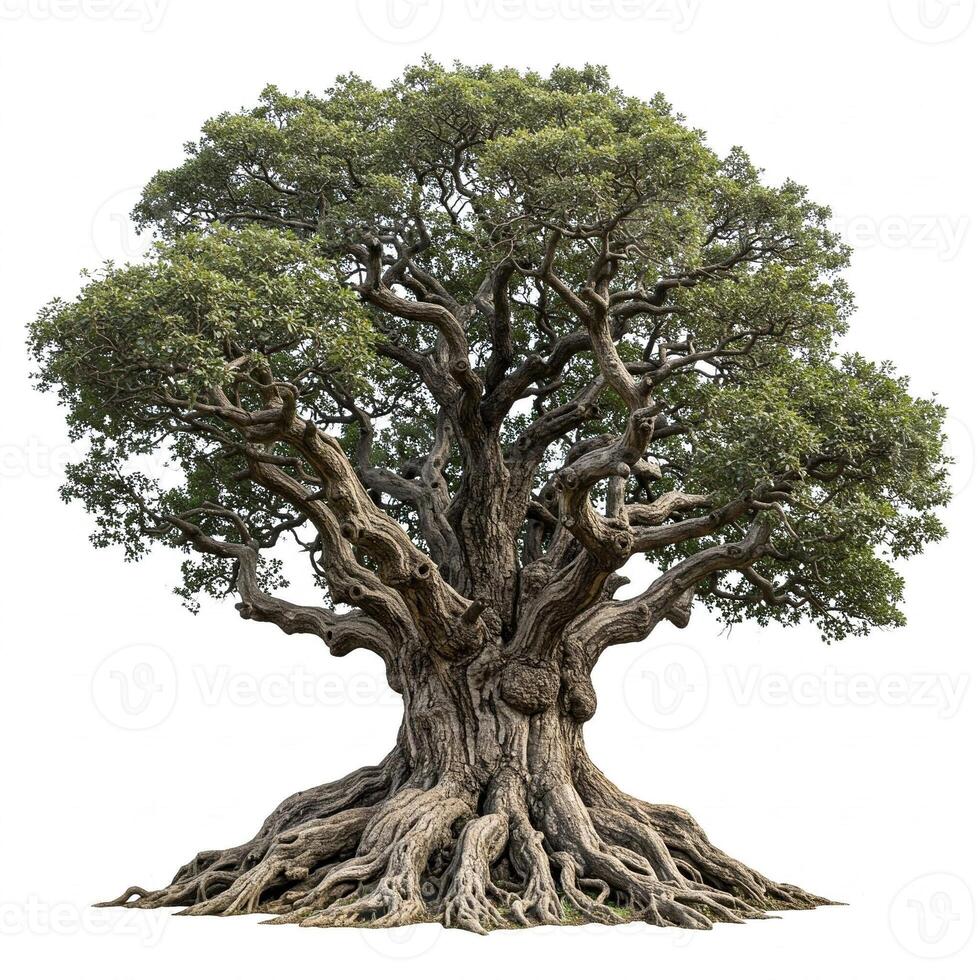 An old tree with roots on a white background photo
