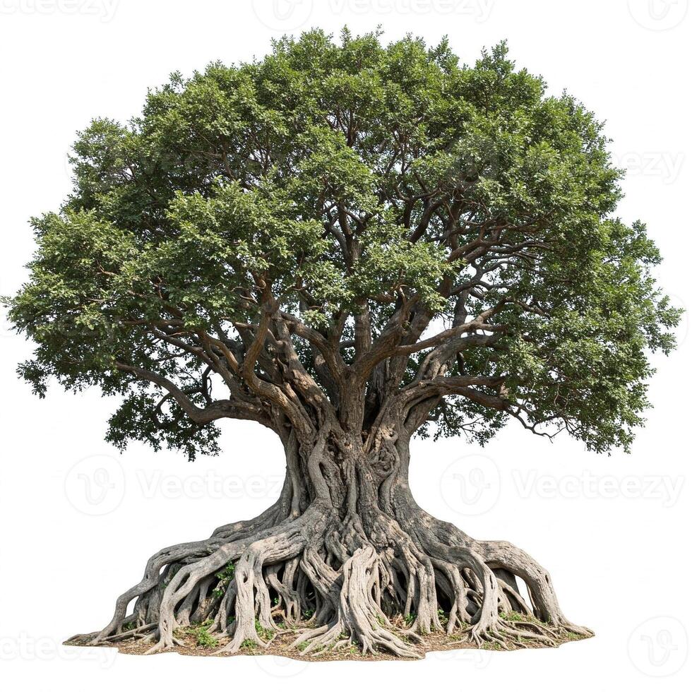 A large tree with roots on a white background photo