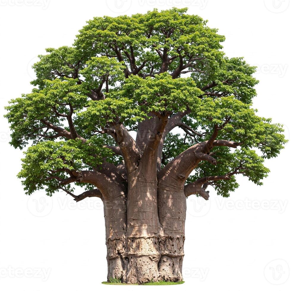 The baobab tree is a large tree with many leaves photo