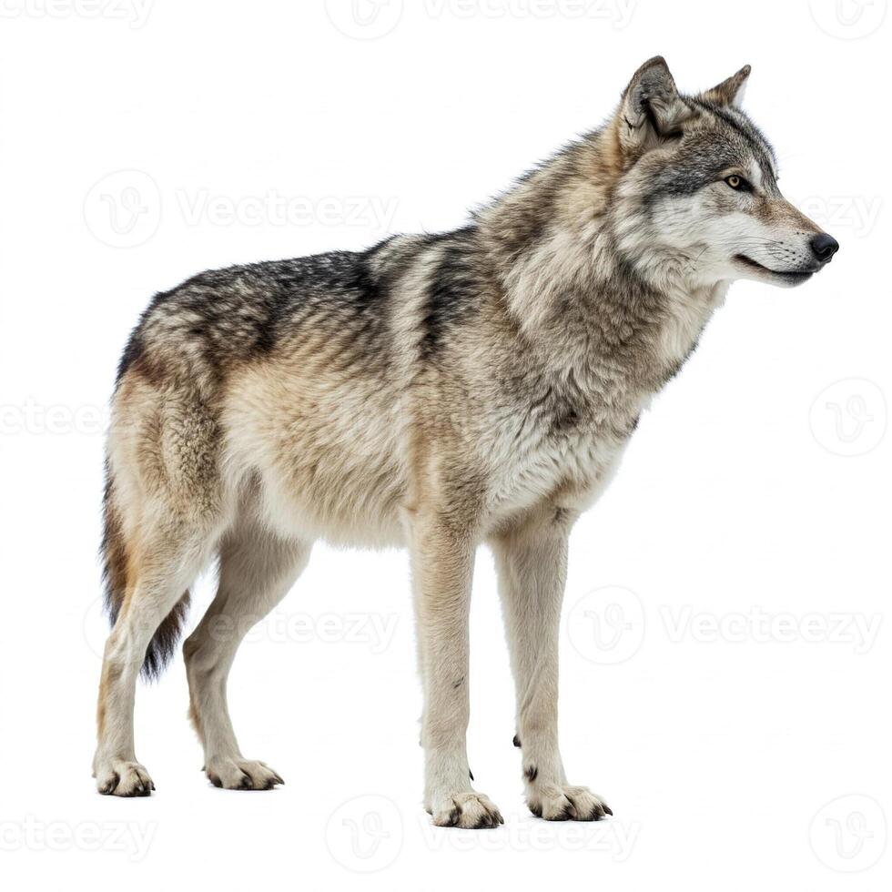 A wolf standing in front of a white background photo