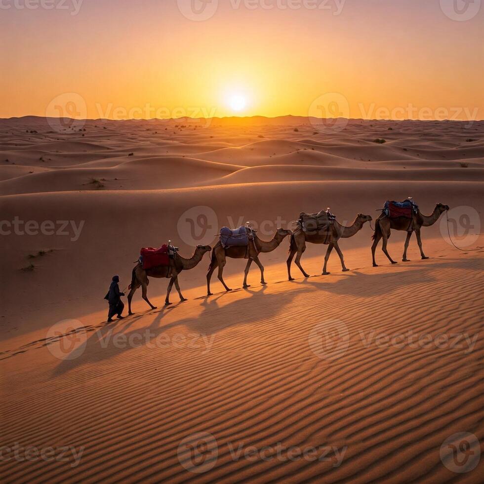 Four camels are walking across the desert at sunset photo