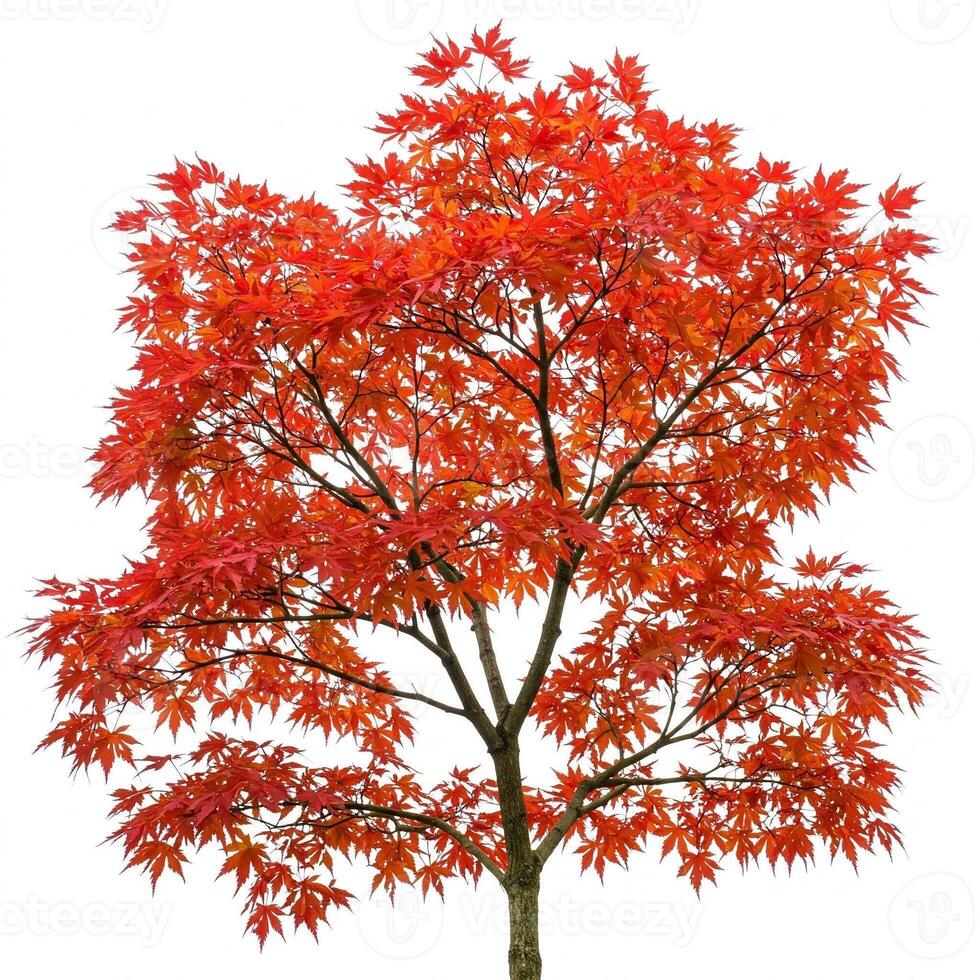 A red maple tree with leaves on it photo