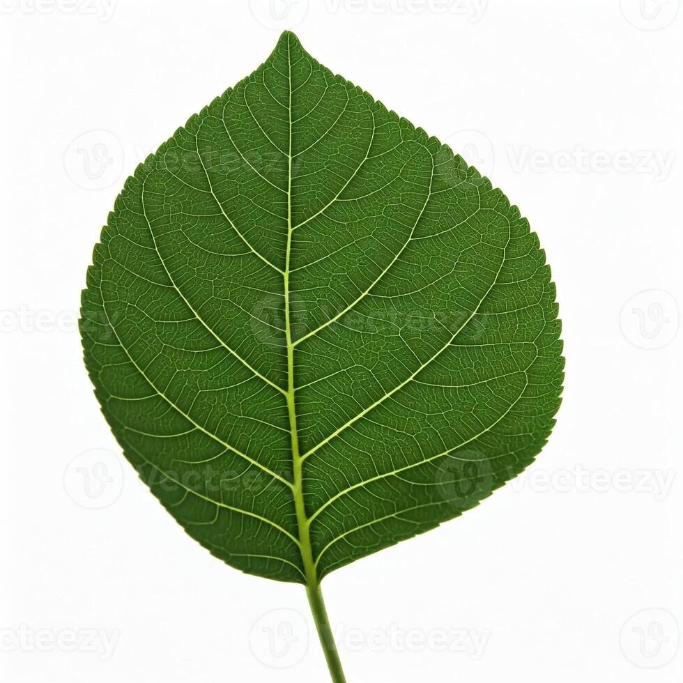 A green leaf, is shown on a white background photo
