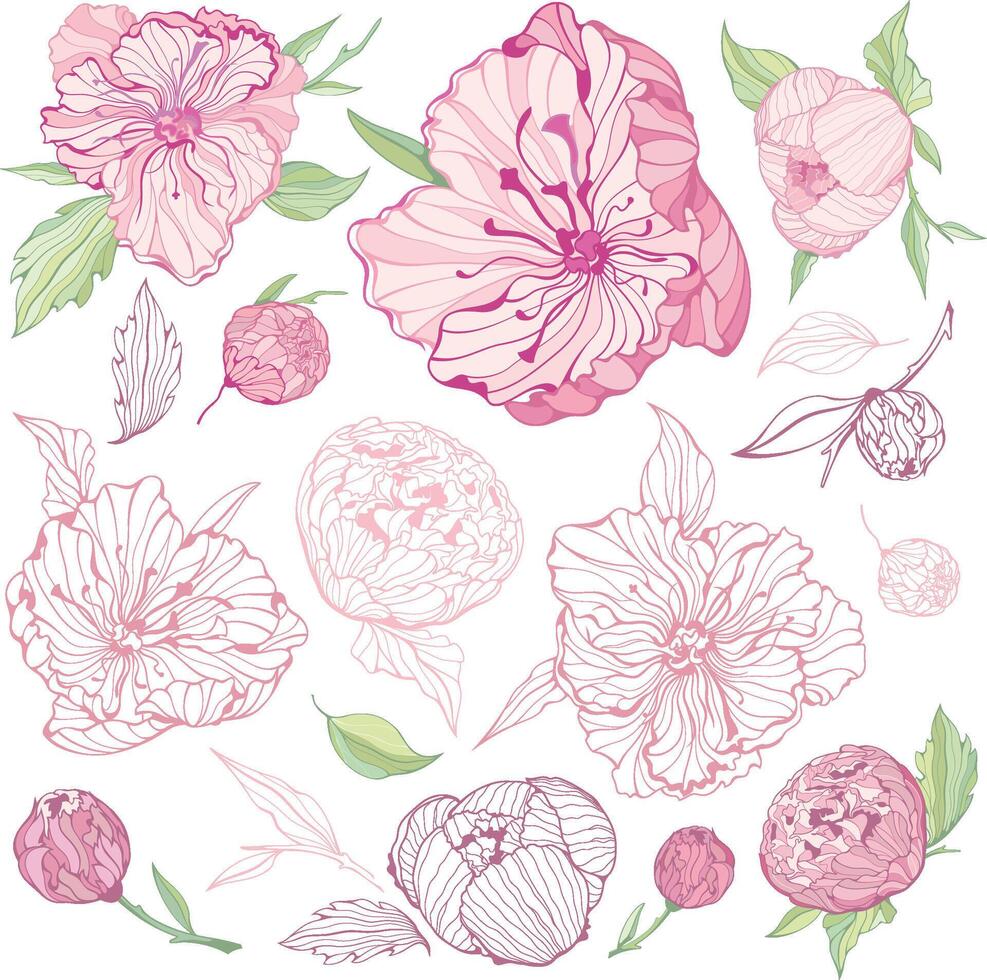 Set of isolated Peony Flowers vector