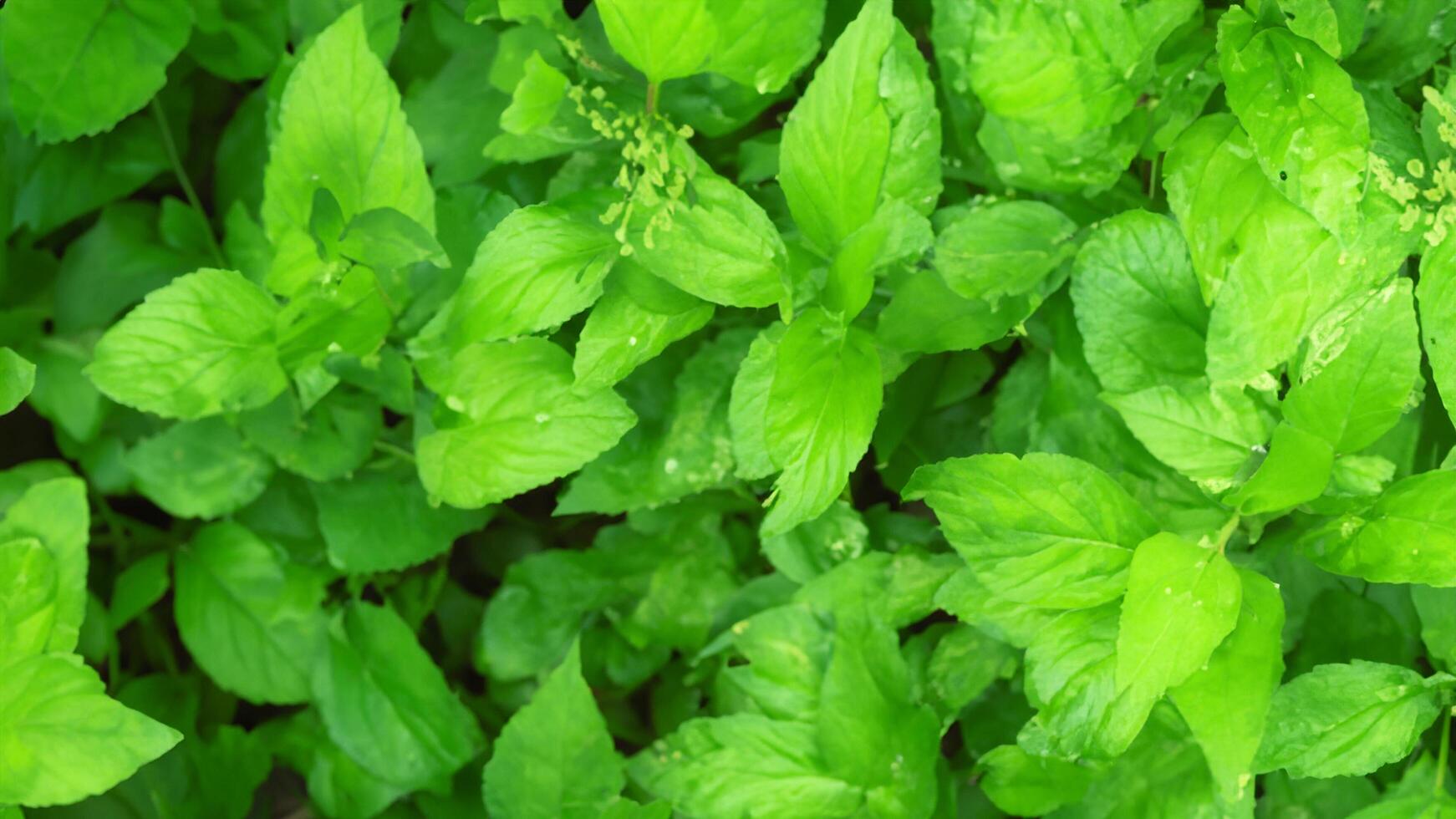 Lush green leaves, garden backdrop, sunlight, nature texture photo
