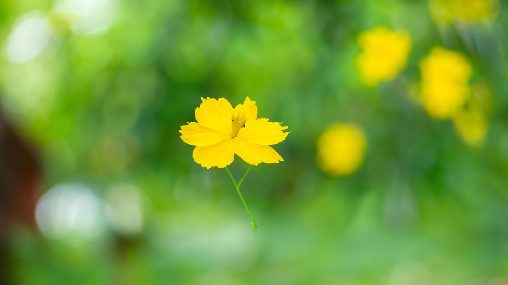 Yellow cosmos flower blooms in garden bokeh photo
