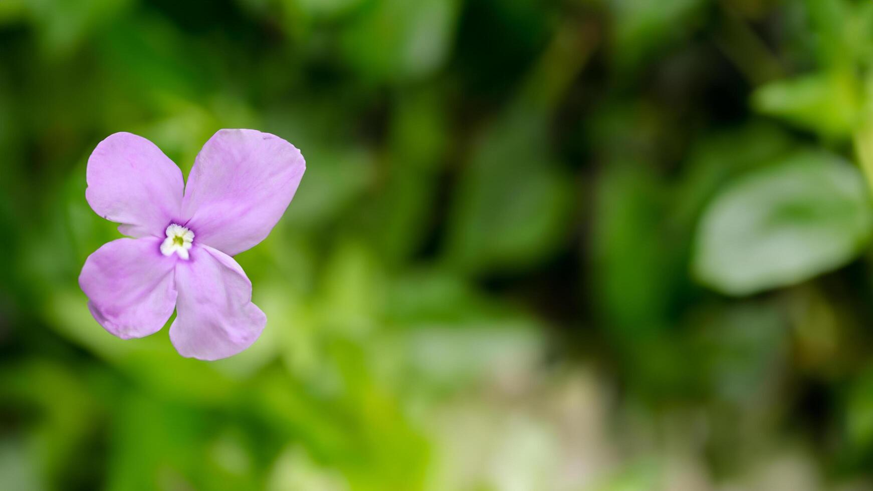 Pink flower blooming, garden, blurred background, nature photography photo