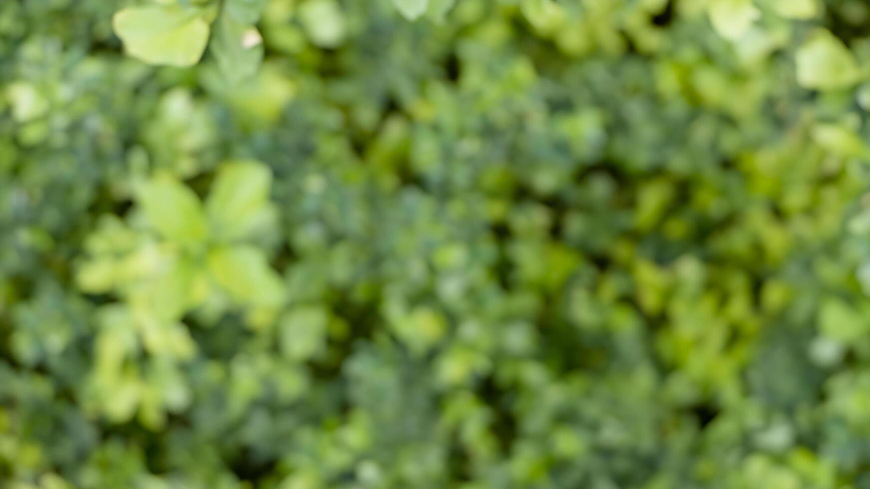 Blurred green foliage background, garden, nature, bokeh photo