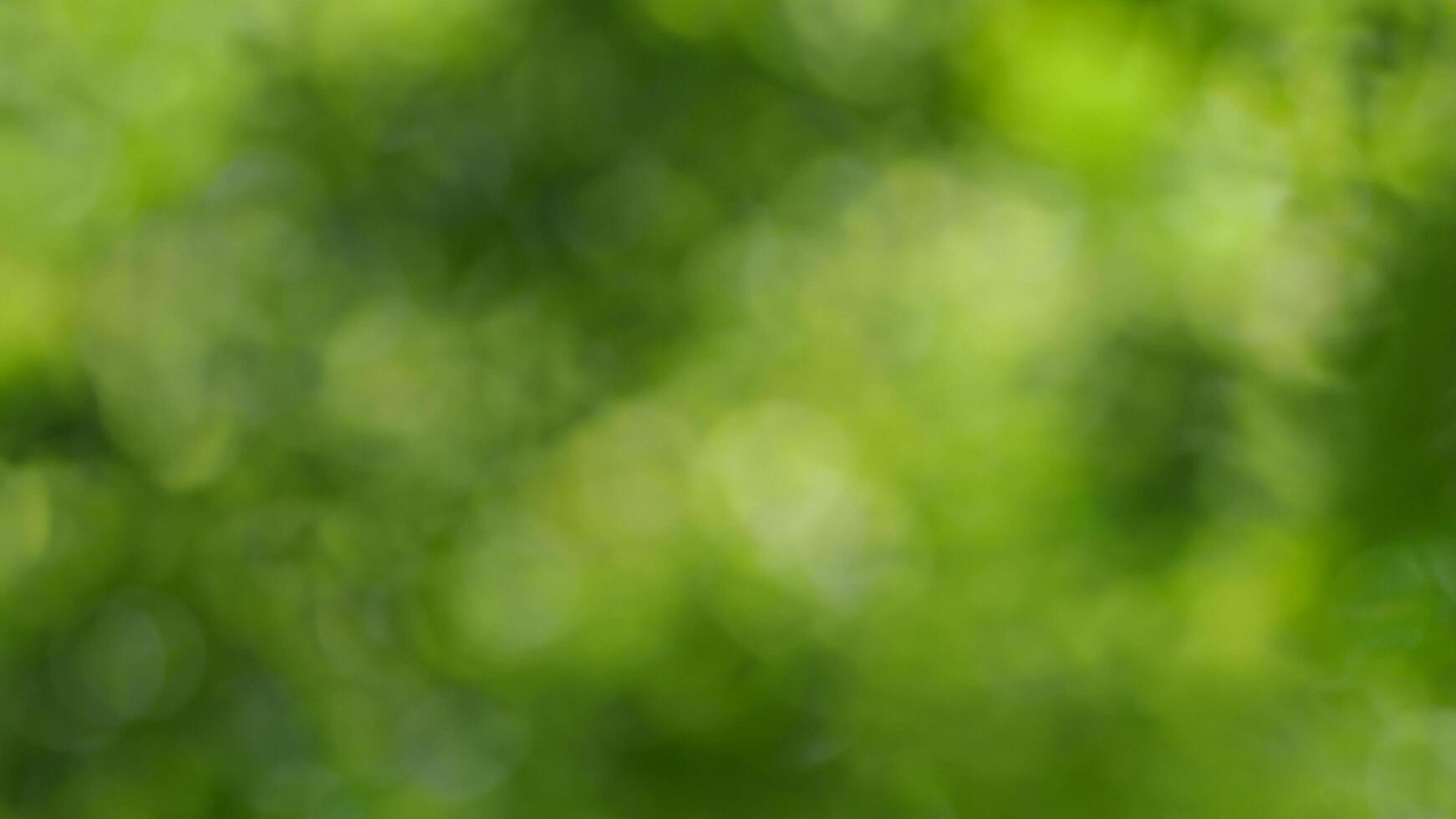 Abstract green bokeh, nature blur, outdoor sunlight, background texture photo