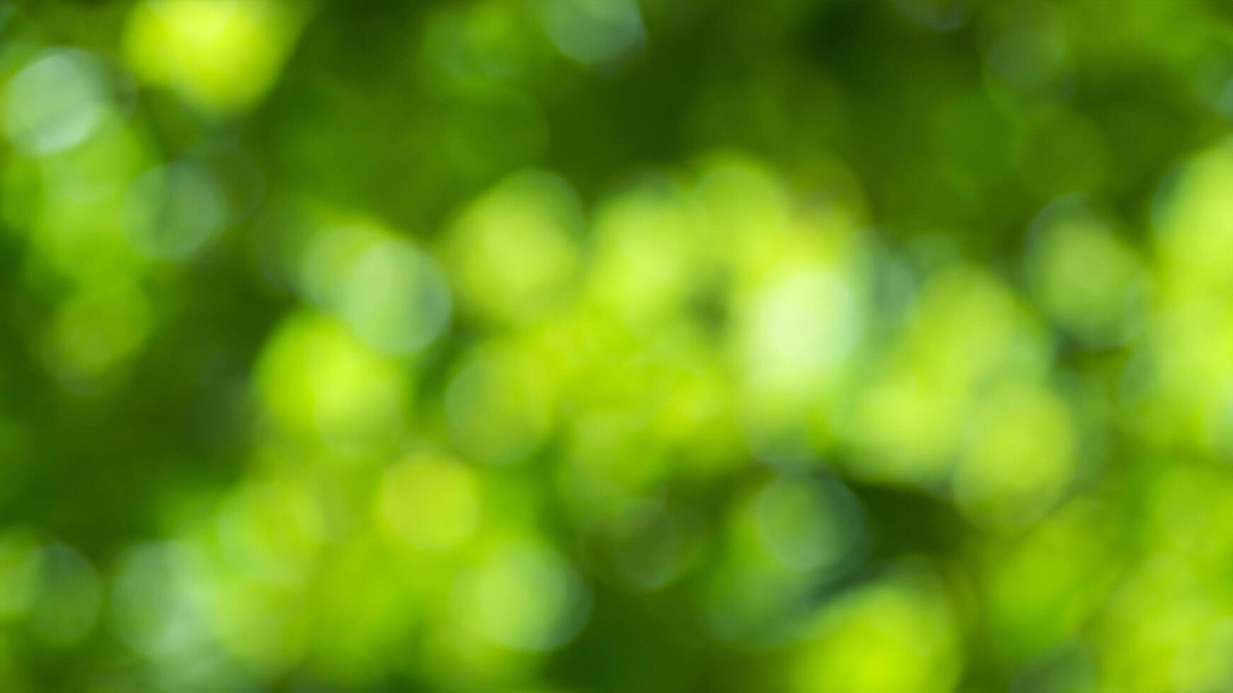 Green bokeh background, nature, blurred foliage, sunlight photo
