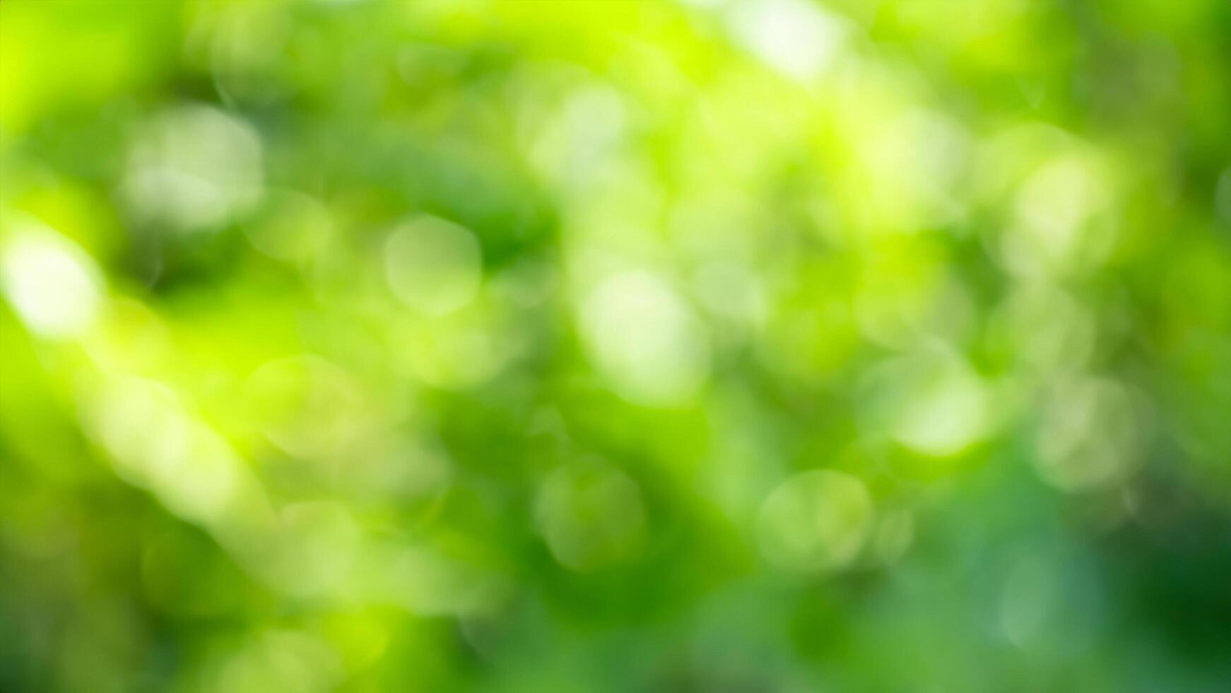 Green bokeh background, sunlight, nature, blurry, leaves, spring, website, design photo