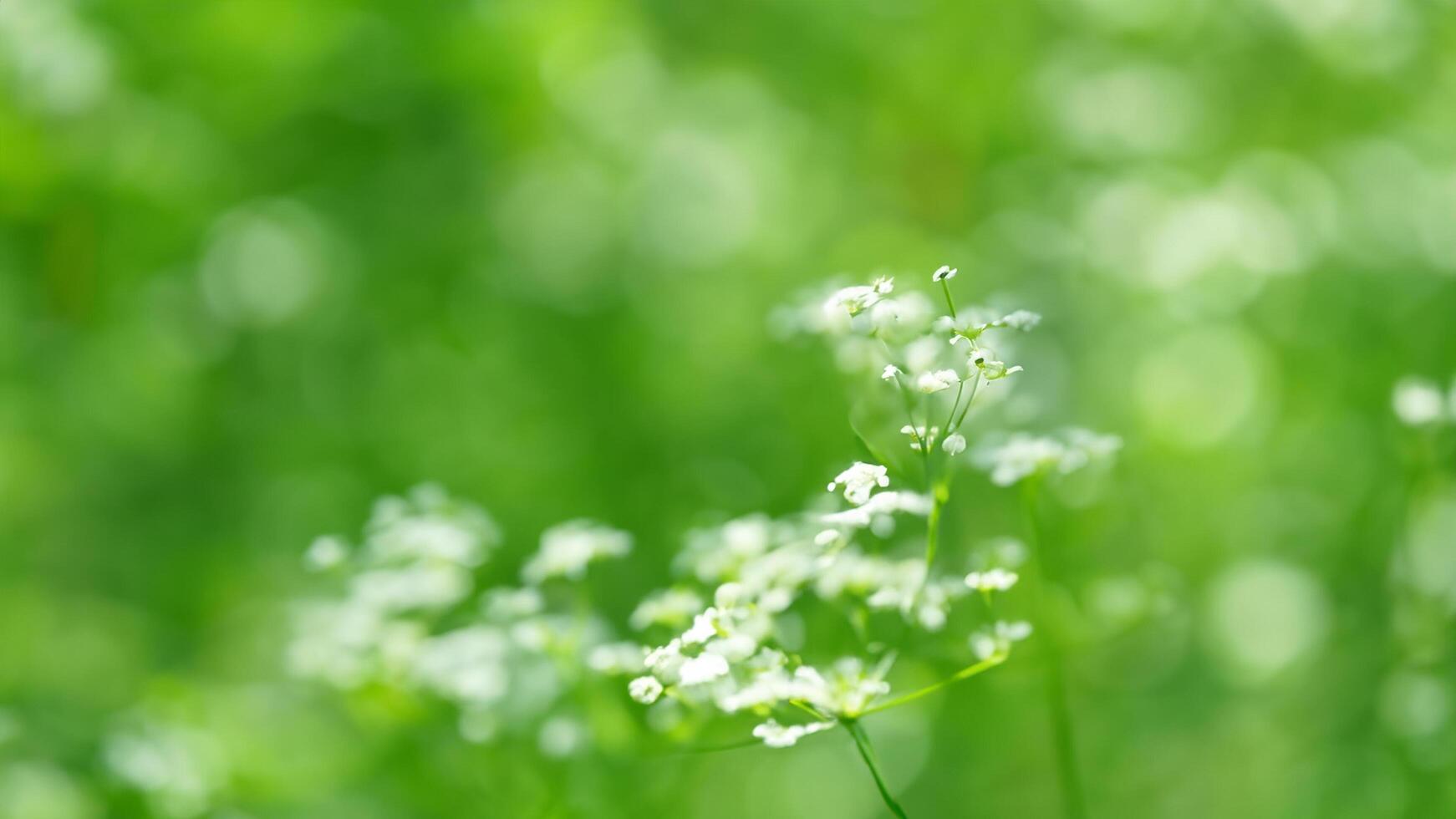 White flowers blooming in green meadow, sunlight bokeh background, nature scene, spring freshness photo