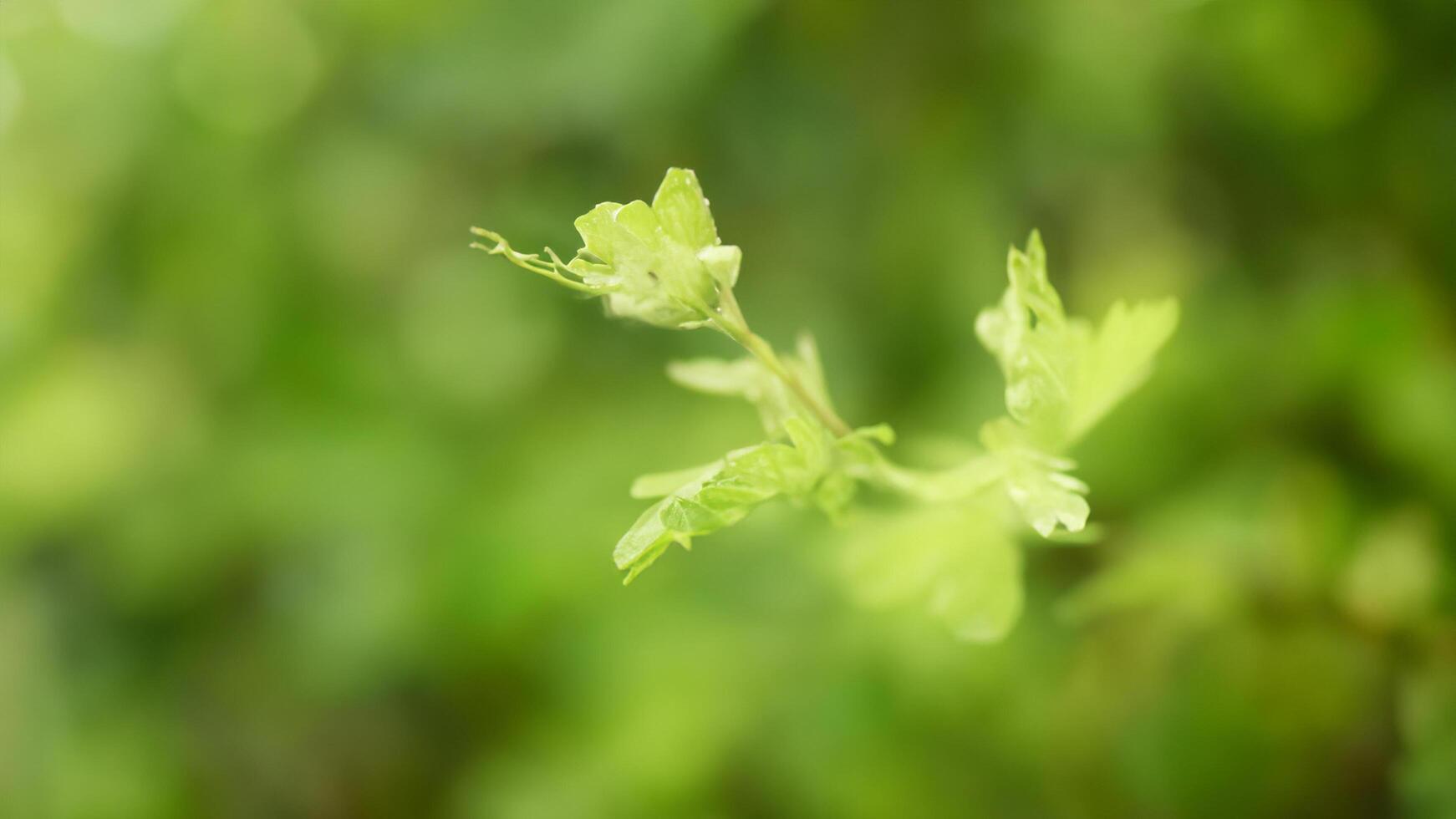Green sprout growing, garden background, nature shot photo