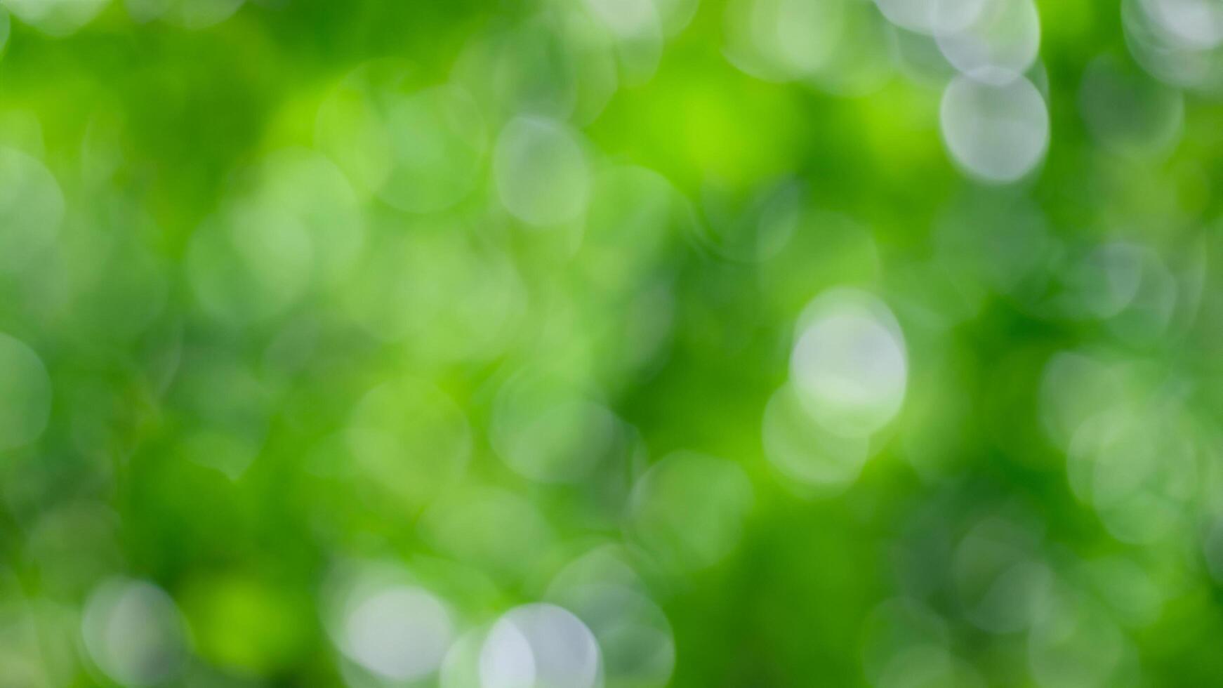 Green bokeh background, nature, blurry leaves, sunlight, design photo