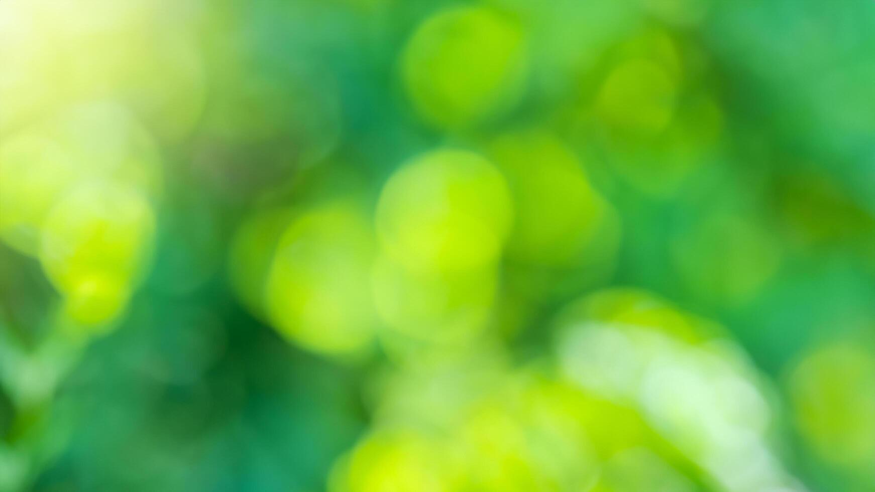 Sunny Green Bokeh Background, Nature, Outdoors photo
